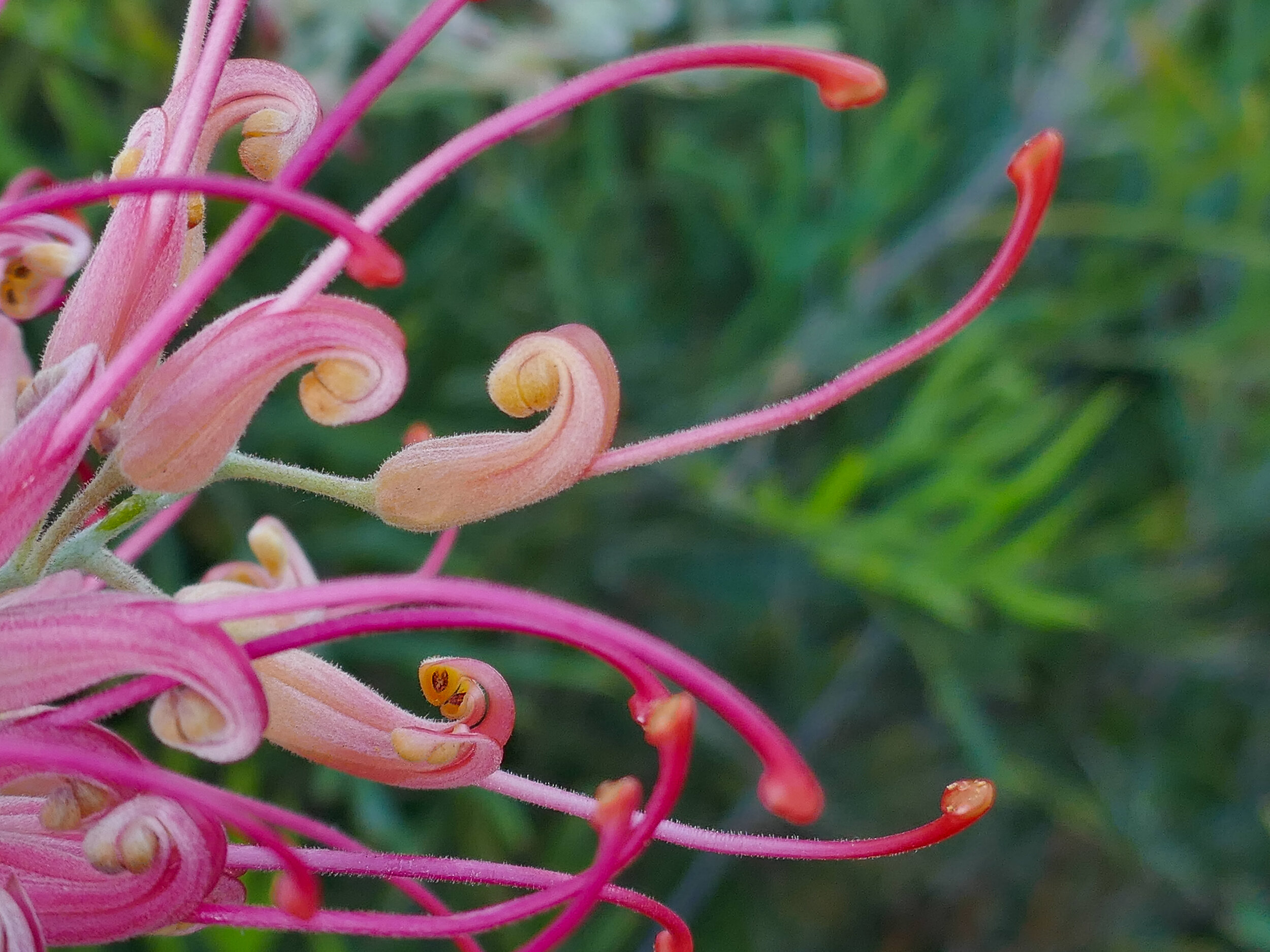 Grevillea. Flirtation Hill, Gulgong, NSW