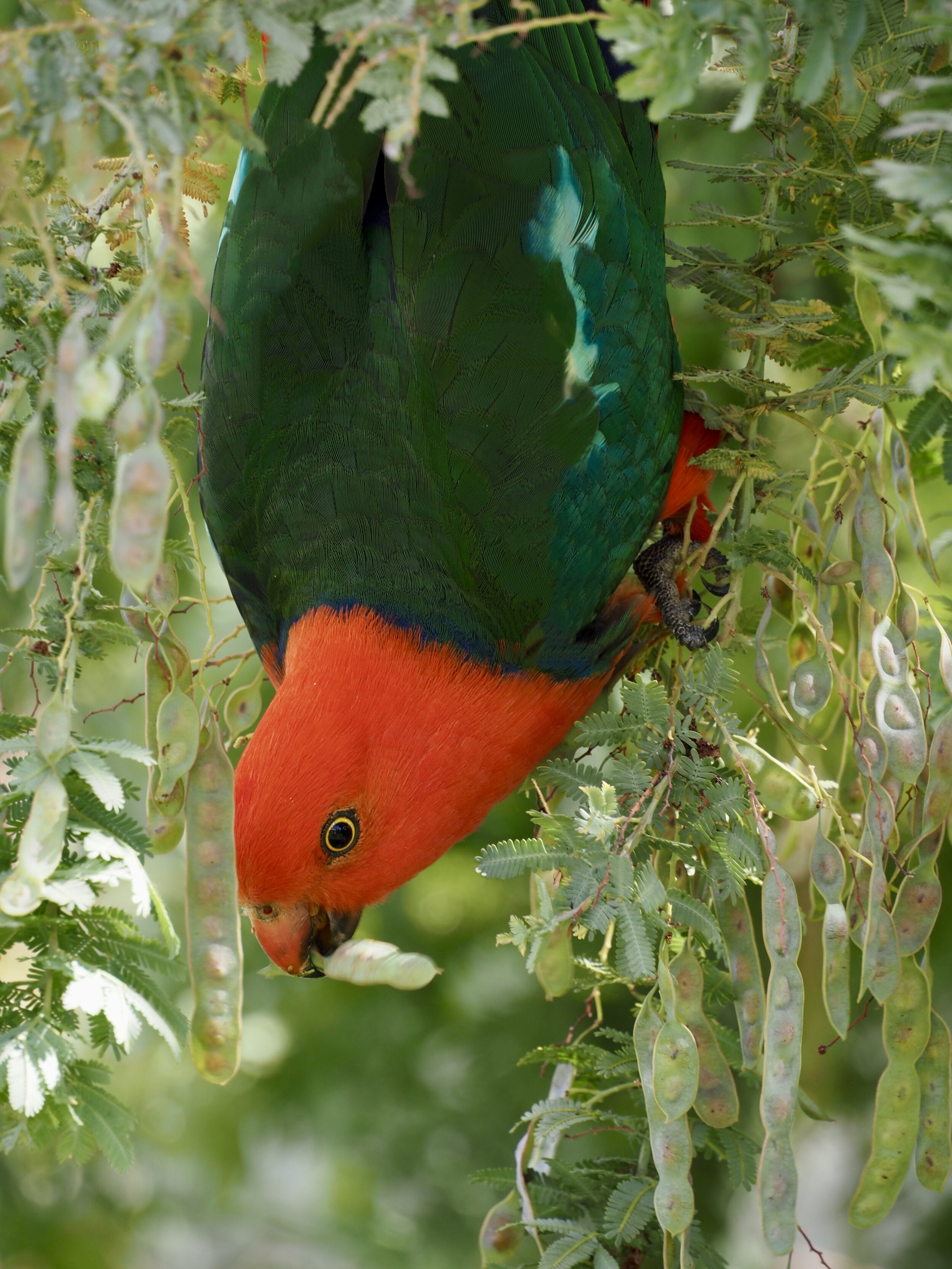 King parrot at the wattle seed buffet. Dunedoo, NSW