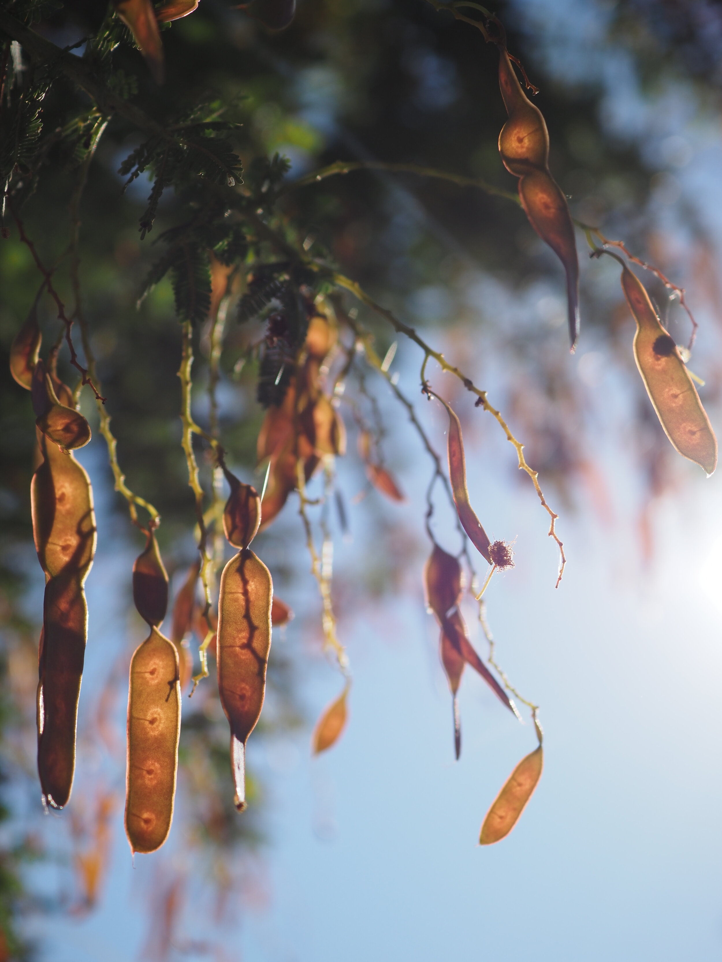 Wattle seed pods. Dunedoo NSW
