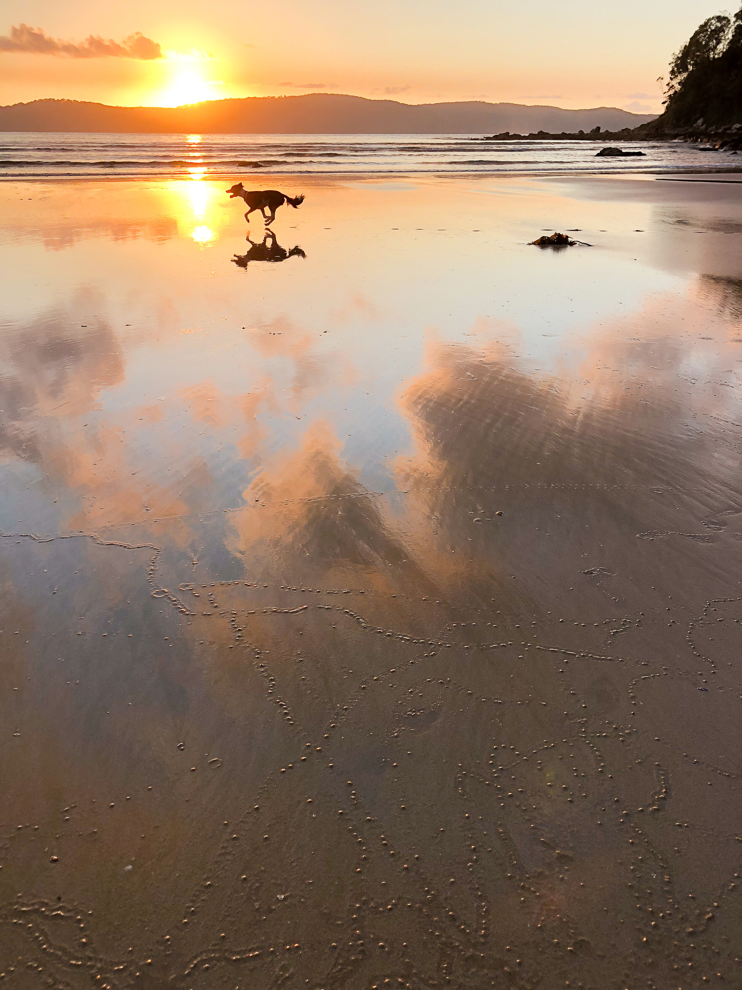Dog beach at sunrise. Umina Beach, NSW