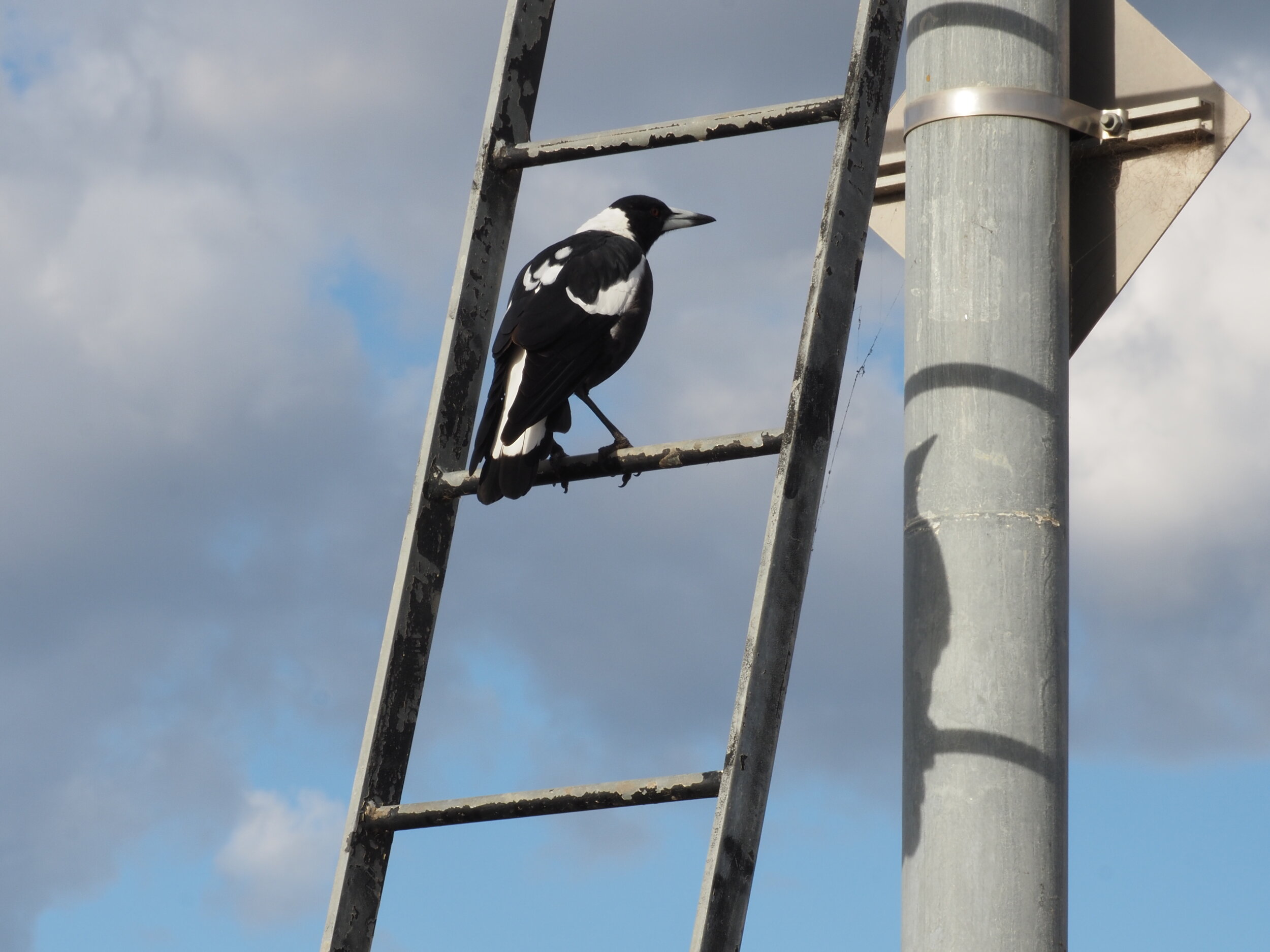 Magpie, on sentry duty