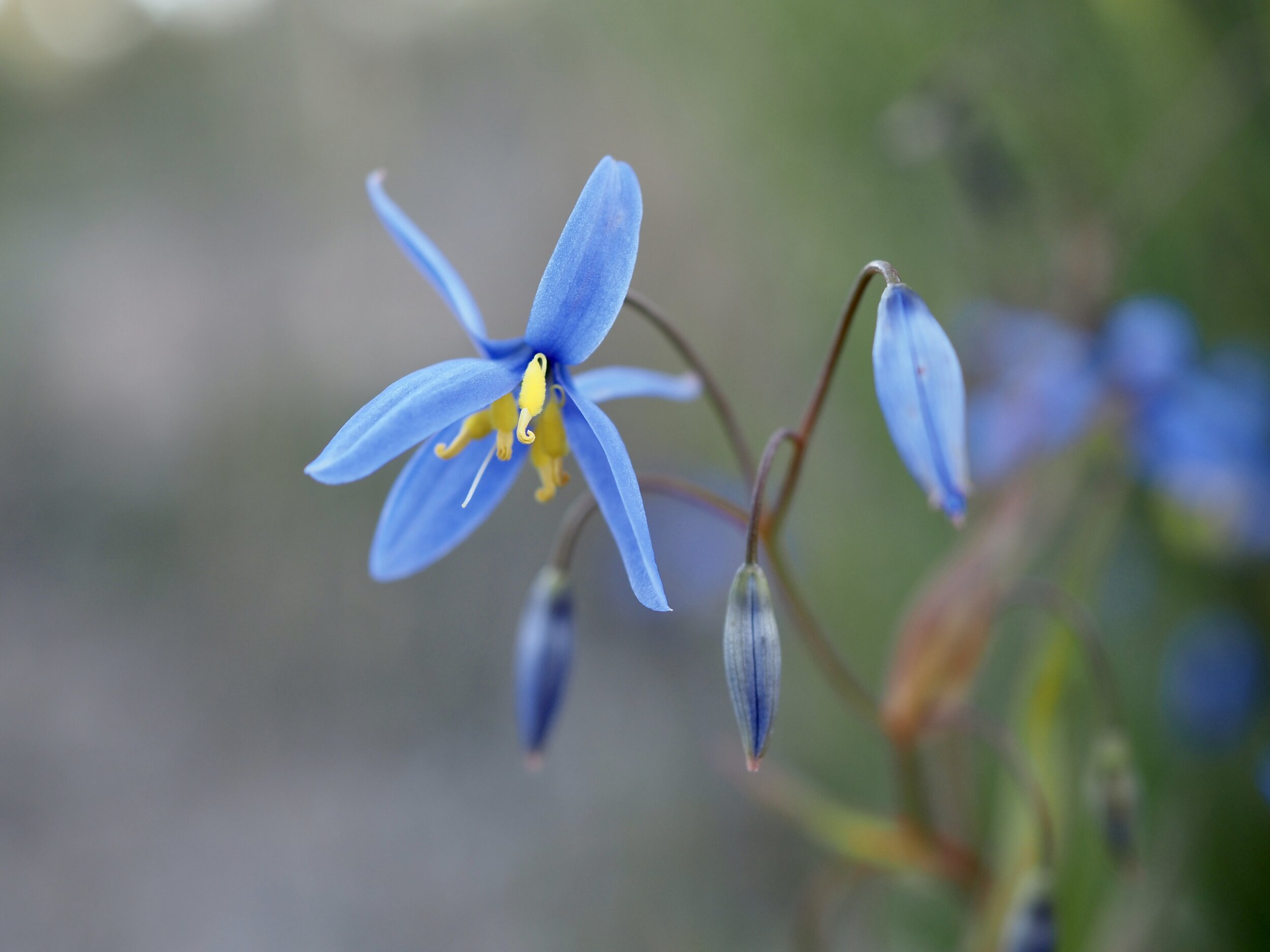 Nodding blue lilly. Morefield, Coolah, NSW