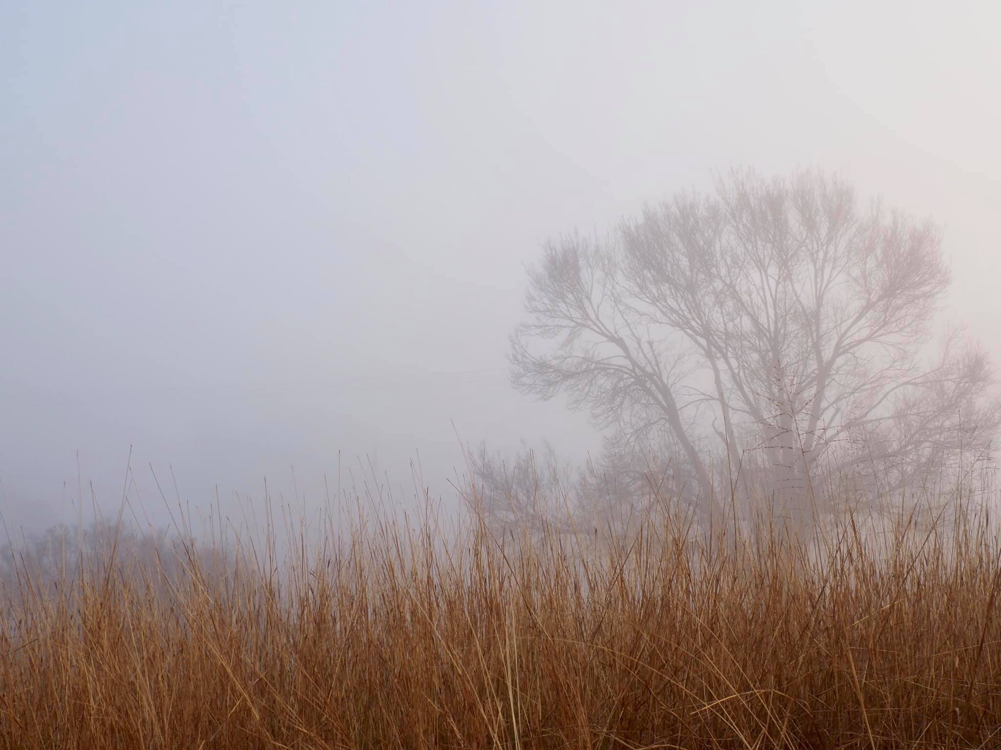 Misty, moisty morning in Dunedoo, NSW