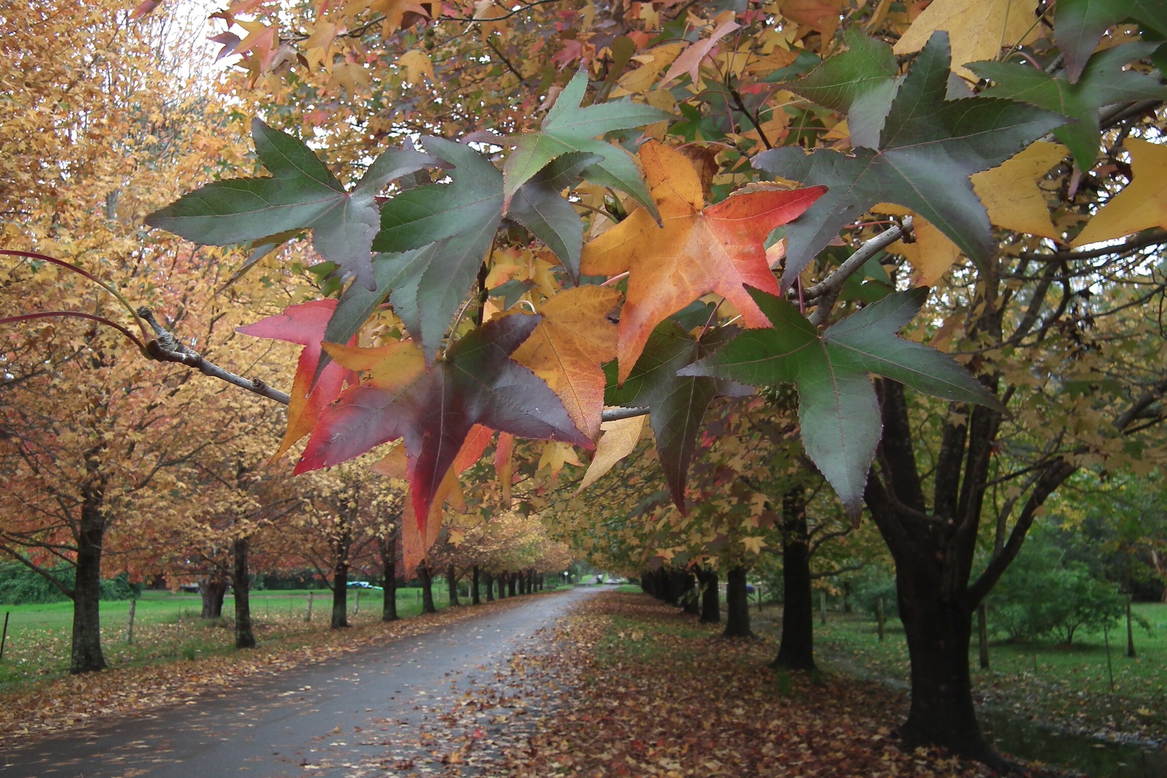 Autum colours, Bensville NSW