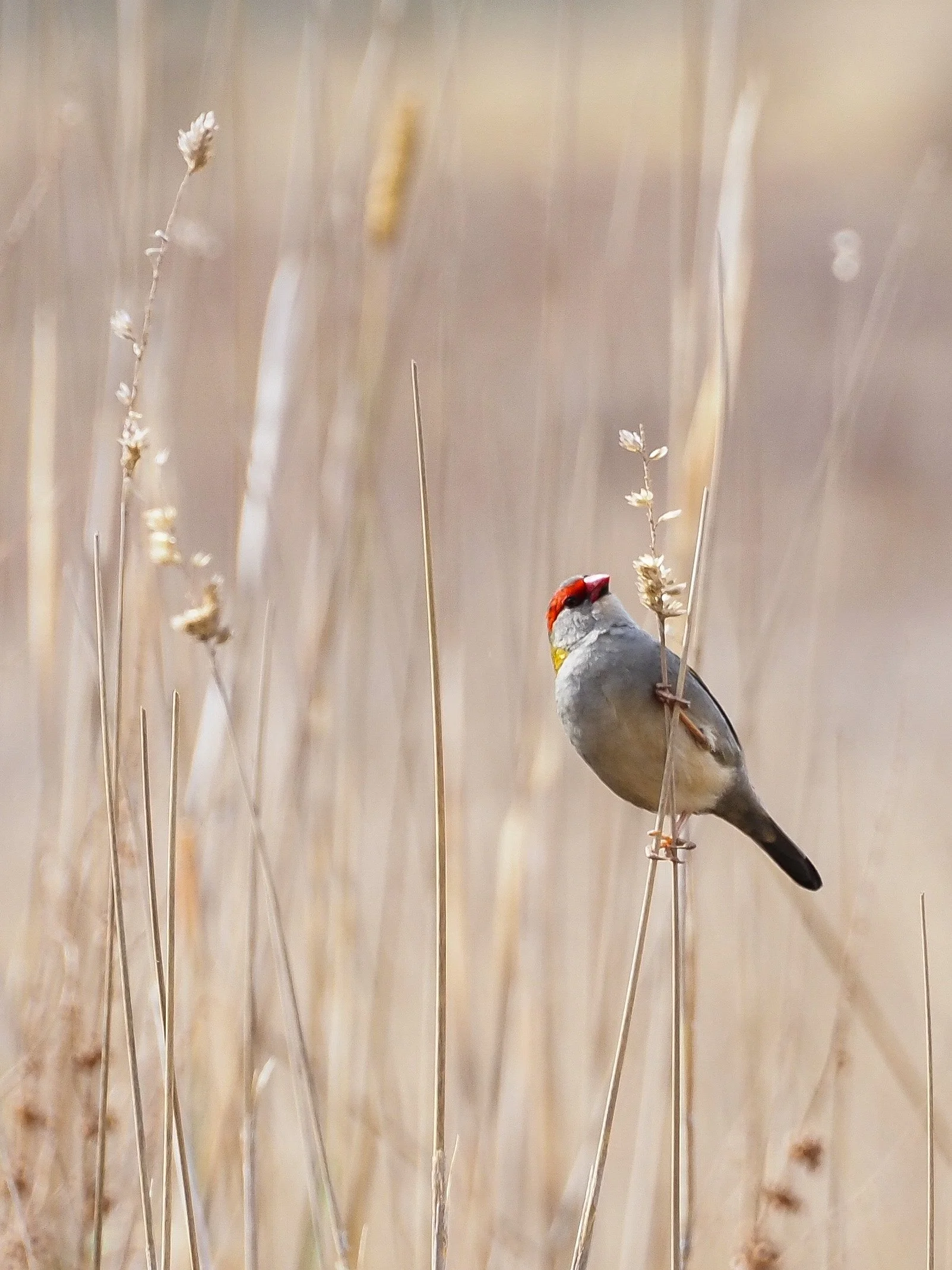 Red-browed Firetail .jpg