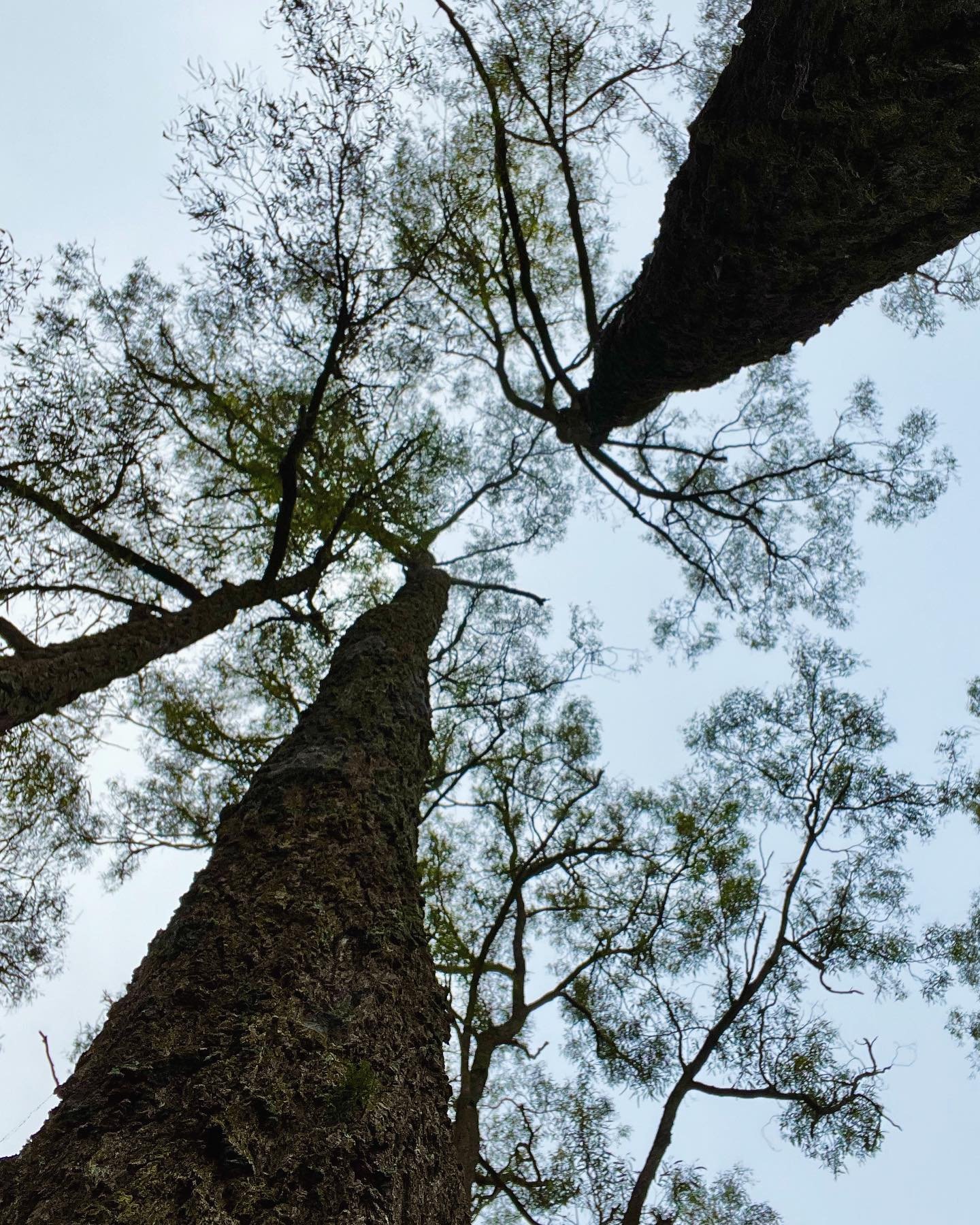 Amongst the wild woods ~ a lovey weekend away with @gardenorbs, Beth and Kim in Polkolbin and going to Oakvale Crush Party today. I plan on having lots of fun! 🍇 🍷 🎉