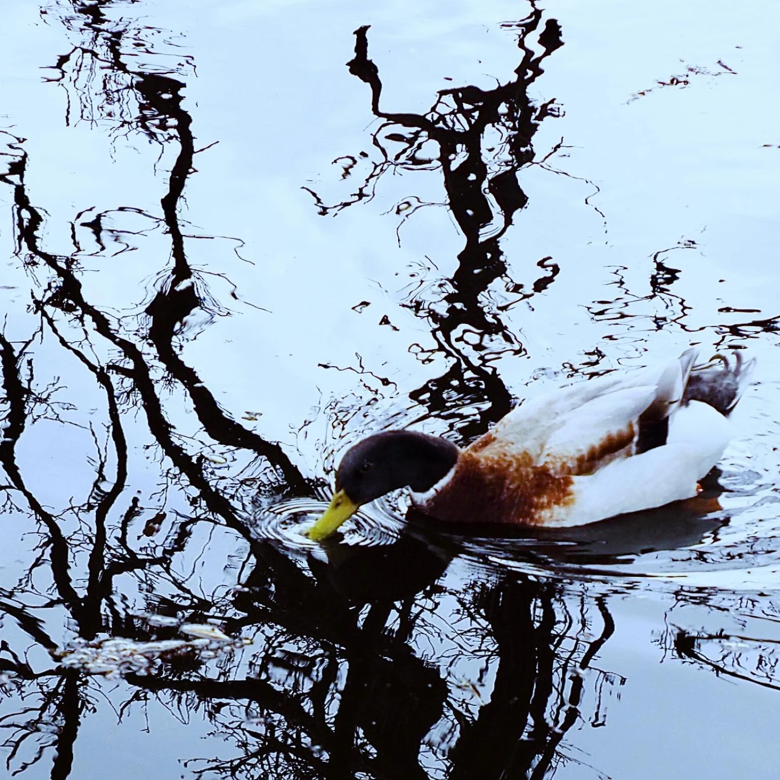 Here&rsquo;s a duck, and some arty farty ripples and reflections. Be happy!

#artyfartyseries #artyfartyseriesbyanne #ripples #reflections #remarKableimages #itsanicedaytobehappy