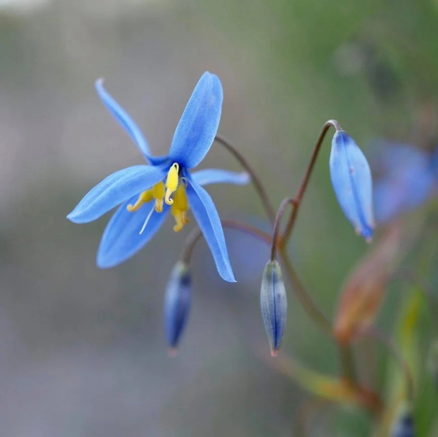 Take a moment
Breathe
Look at something beautiful

#remarkableimages #noddingbluelily  #breathe #flowersoninstagram