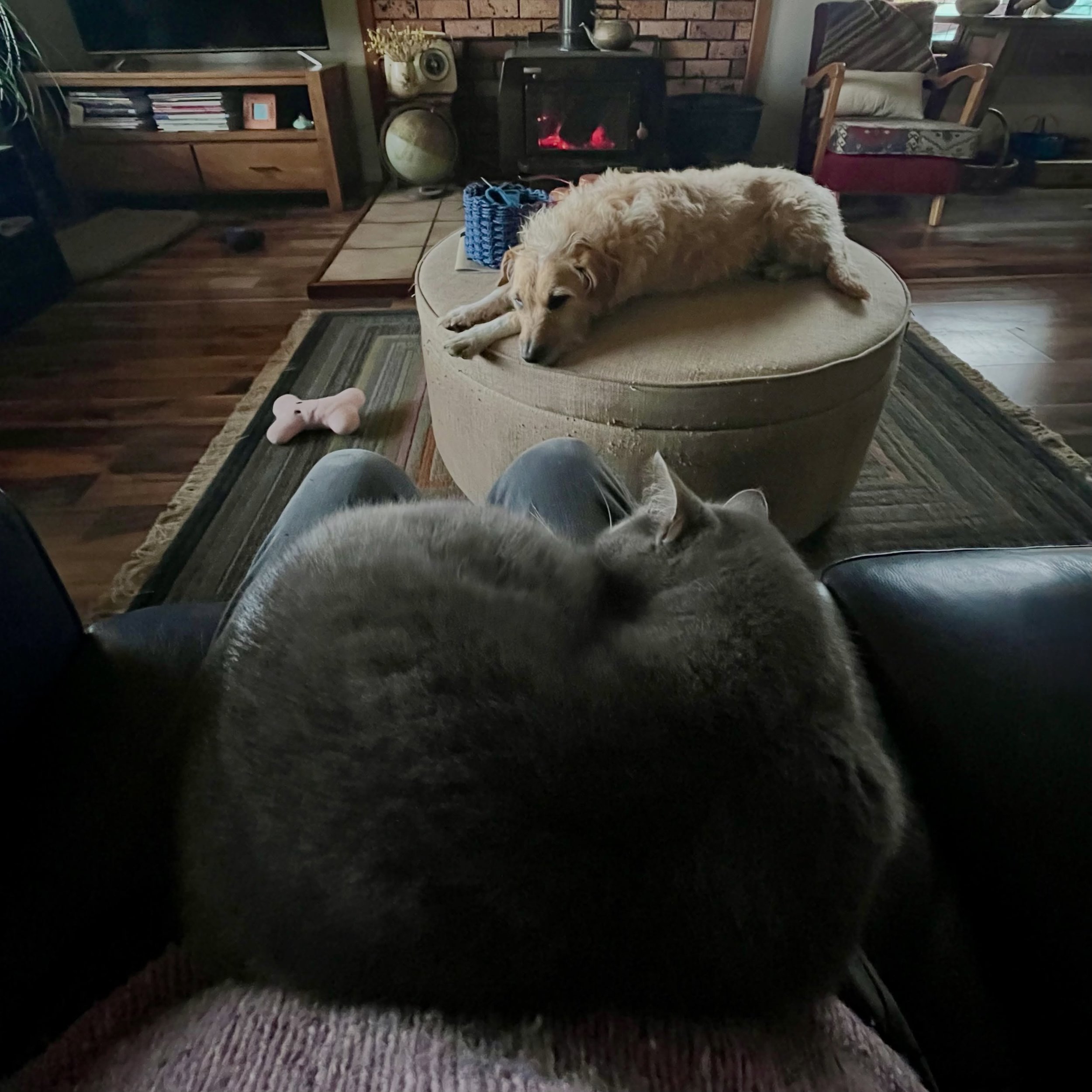 Just me, #miimithemakerscat and #mollythemakersdog enjoying a cosy winter morning and a coffee. Just a little piece of real life, without the reel. 

#reallife #realinstagram