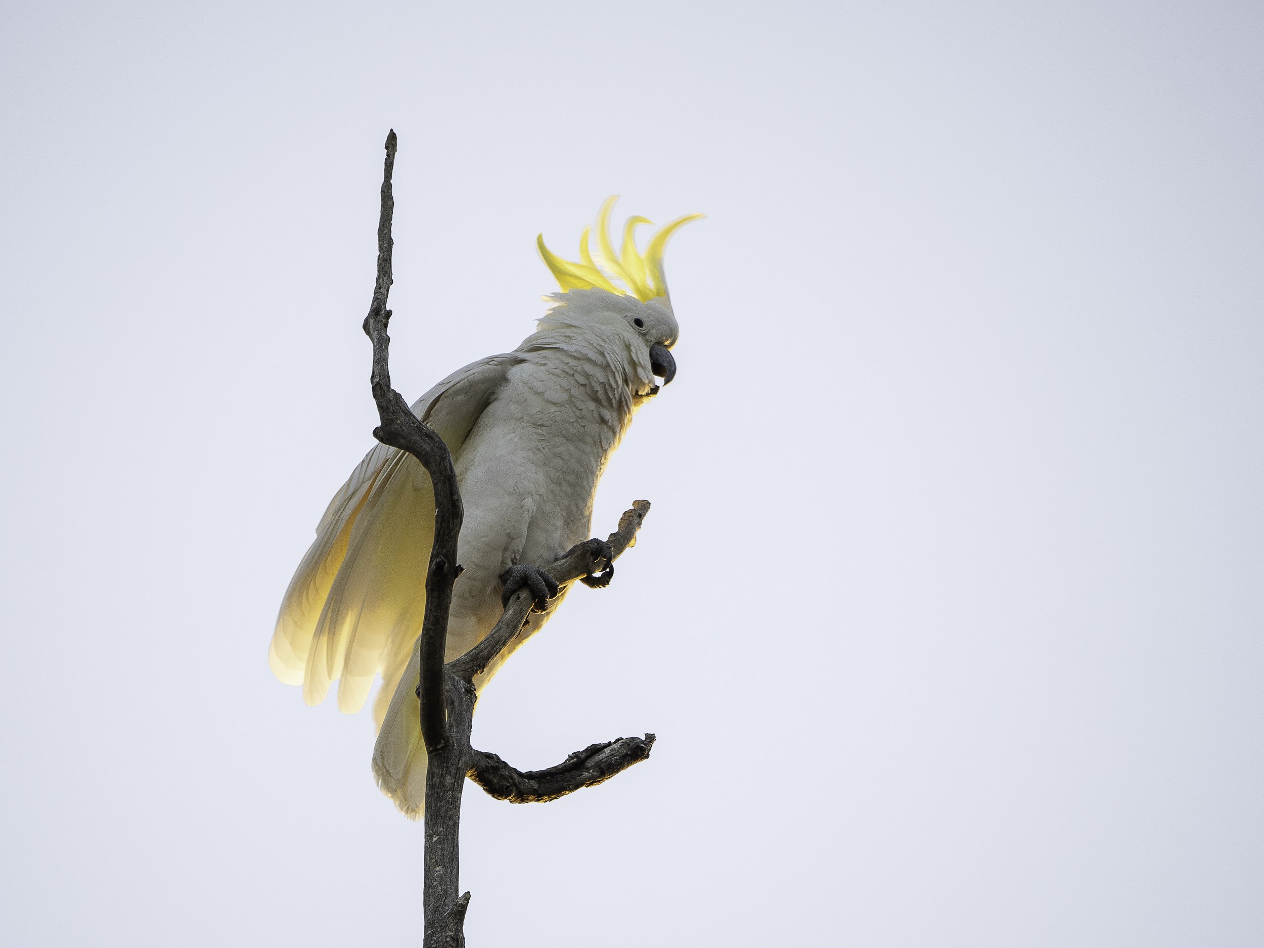 Flight of Fancy (2)
