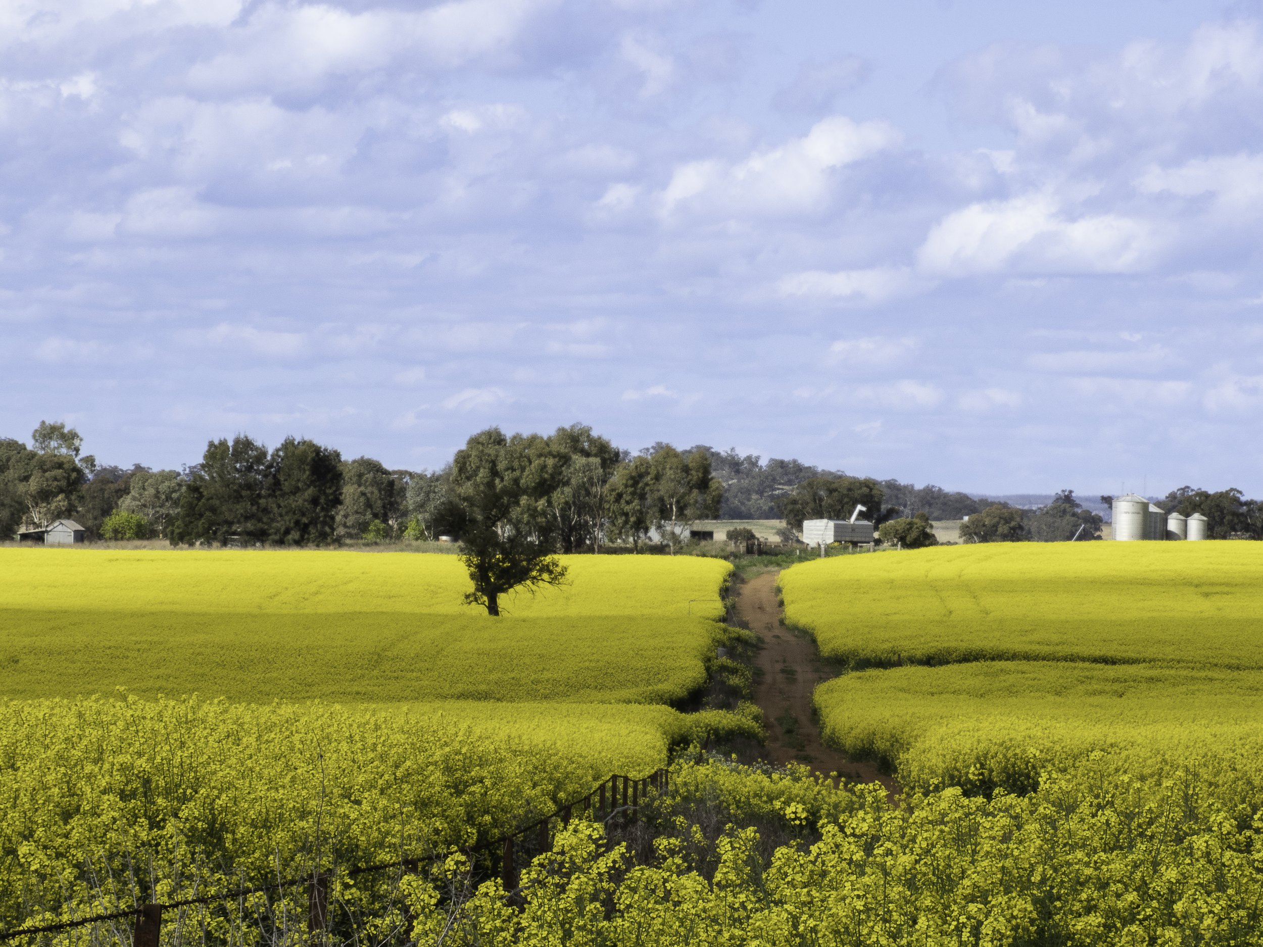 Fields of Gold, Dunedoo NSW