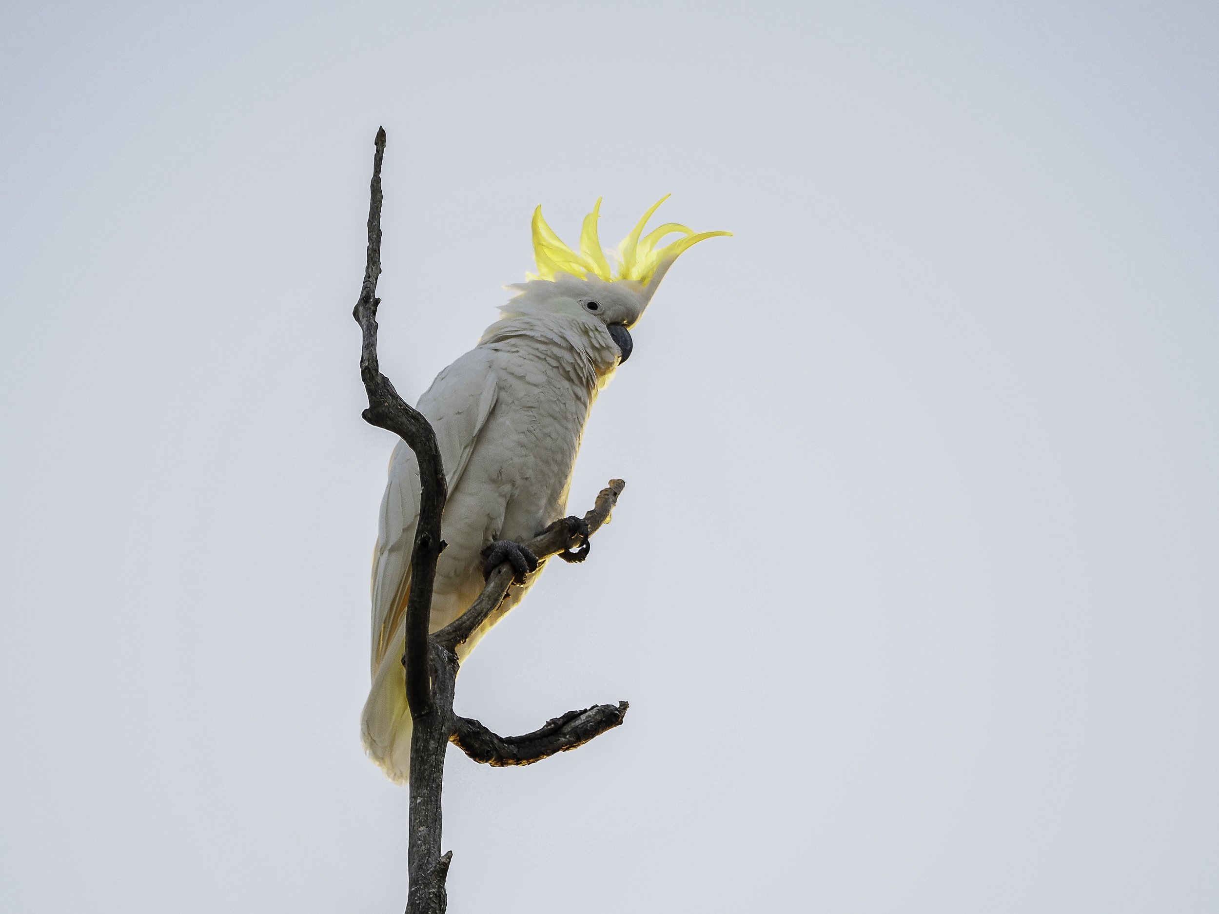 Flight of Fancy (1)
