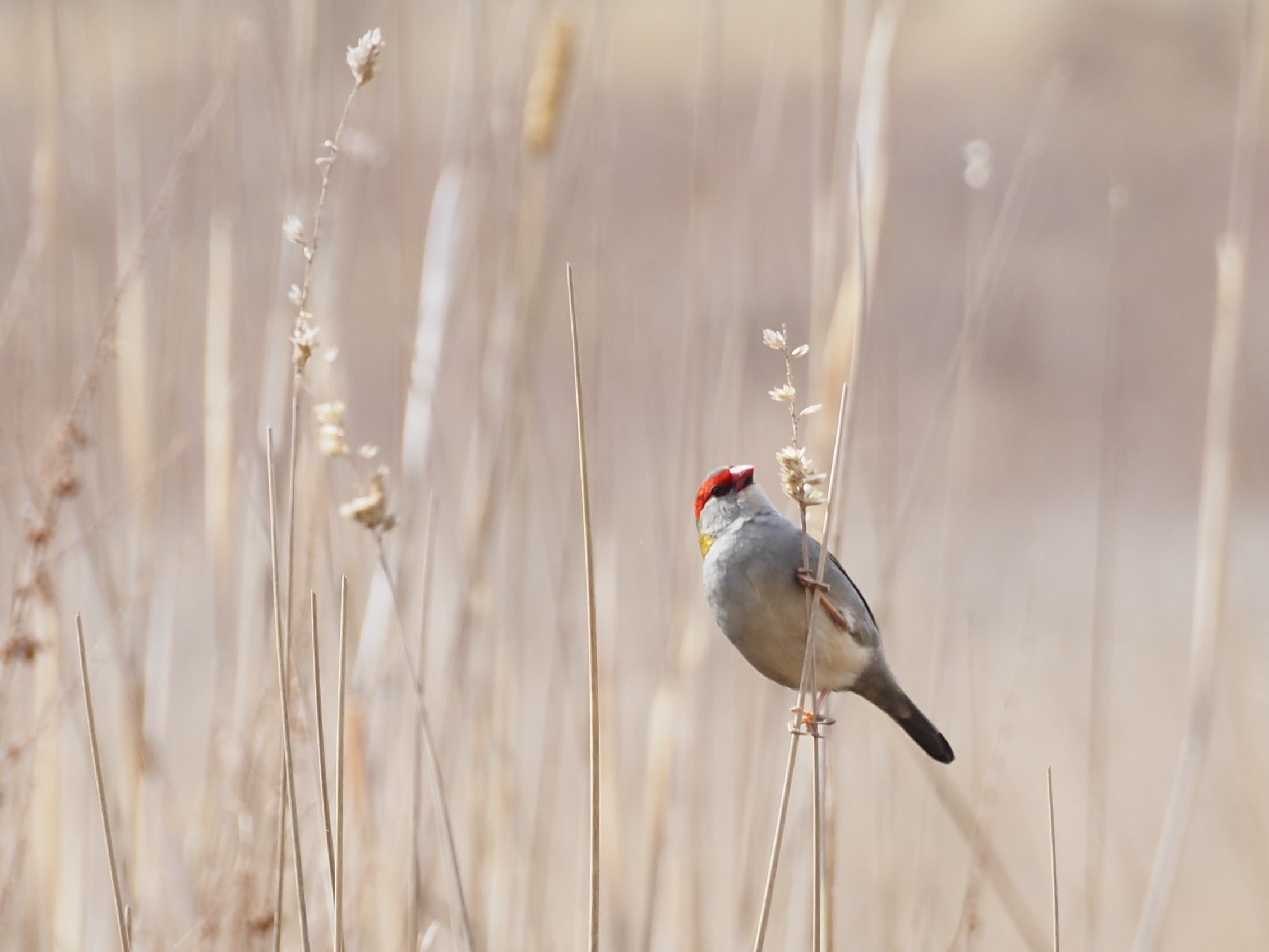 P6010313 Crop.jpg