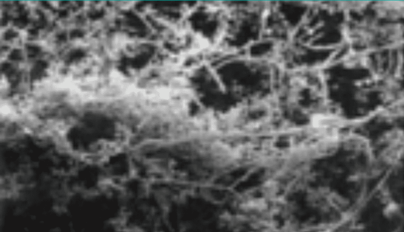This is a grainy, black-and-white shot of what appears to be a dense network of branches or roots, without any distinguishable backdrop.