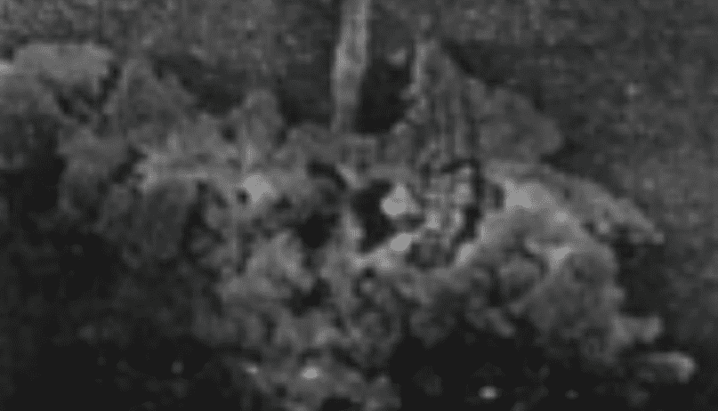 A blurry monochrome photograph displays an indistinct scene with shapes that could be interpreted as foliage, under low visibility or night-time conditions.