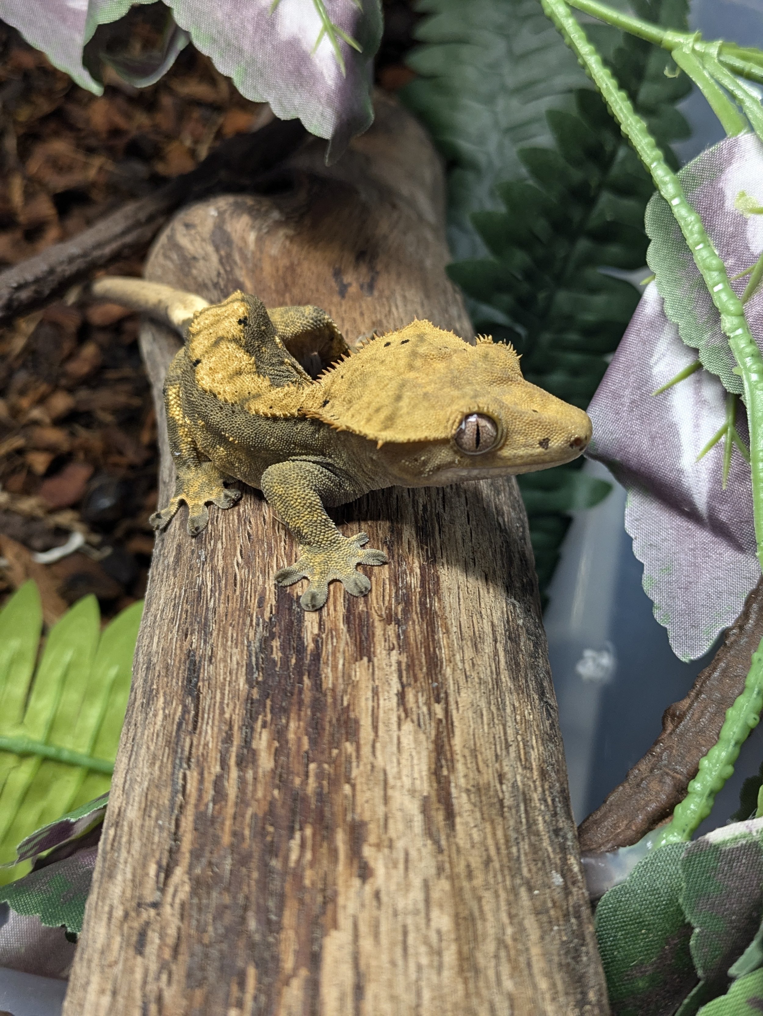 gecko.jpg