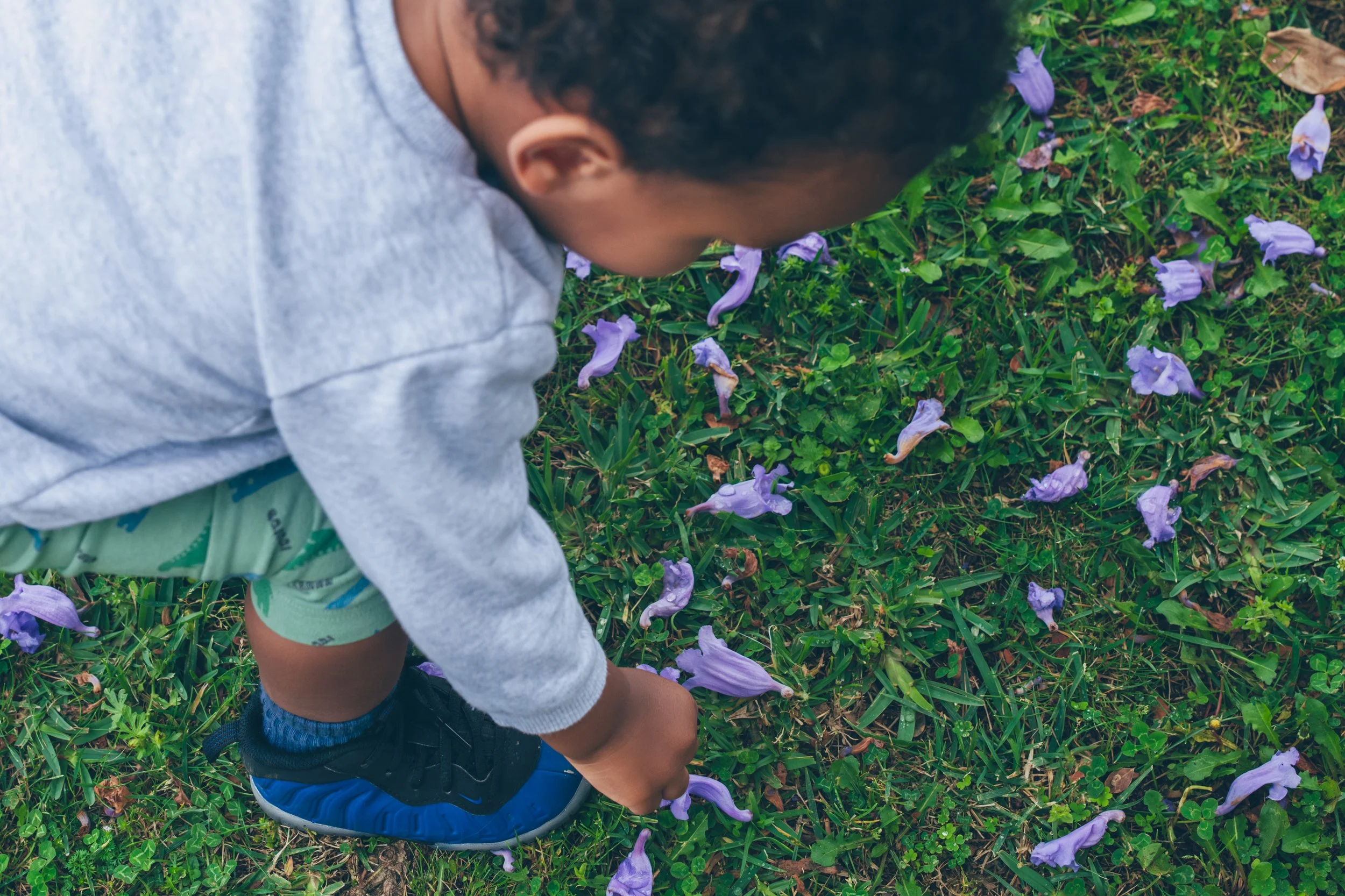 JACARANDAS BENEATH FOAMPOSITES