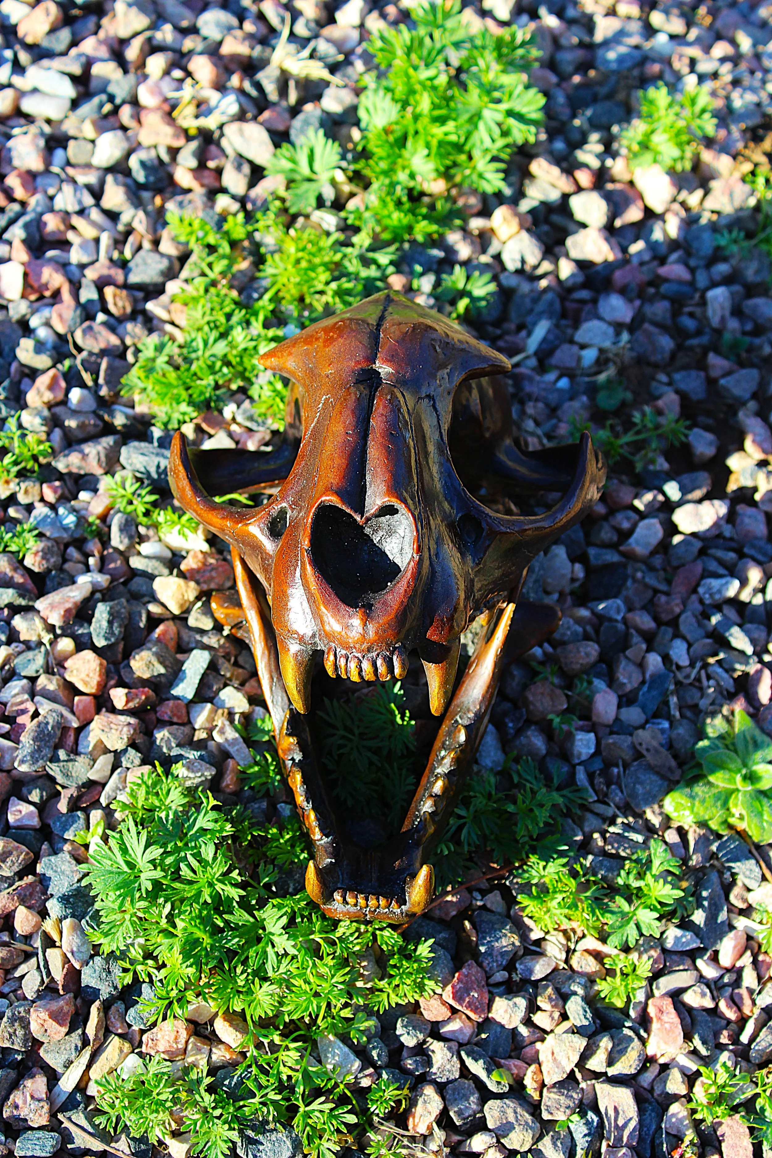 Mountain lion skull in bronze by sculpture artist Joel Turner from Loveland, Colorado