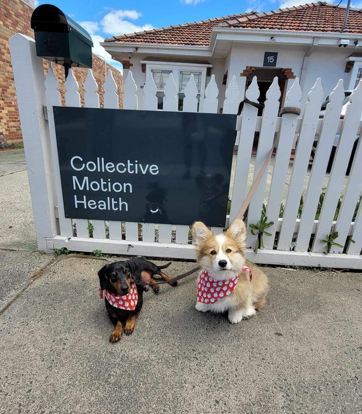 Merry Christmas from the team at Collective Motion and our little helpers 🎄🎅🤶🐶
.
.
.
.
#bentleigh #shoplocal #shopbentleigh #osteo #osteopathy #osteopath #dietician #dietitian #massage #wellness #wellbeing #pilates #reformerpilates #christmas #ch