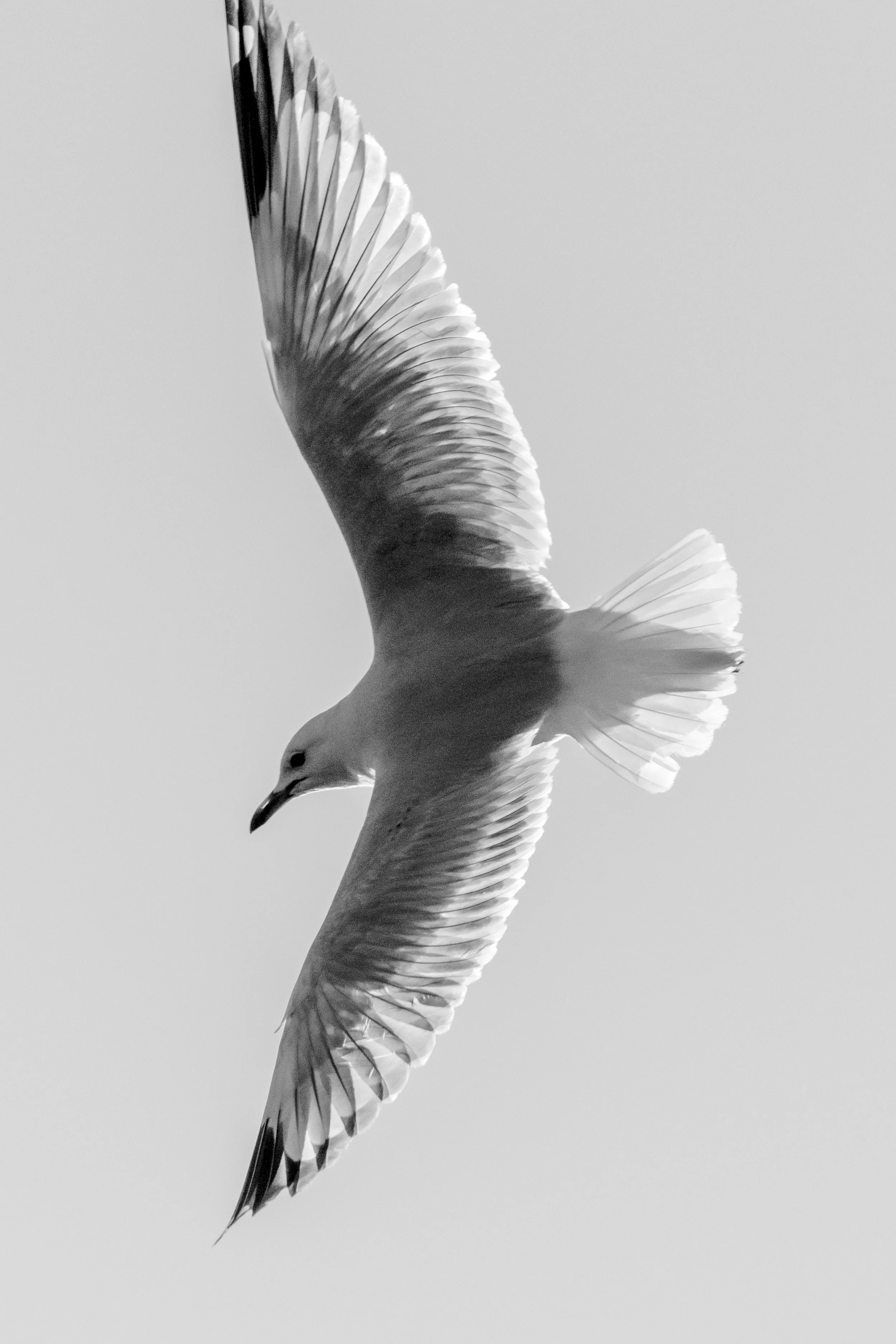 Tarapunga (Red billed gull) October 2021, 6.20 pm