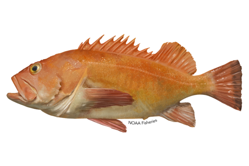 CDFW's Fisheries Analytics Project