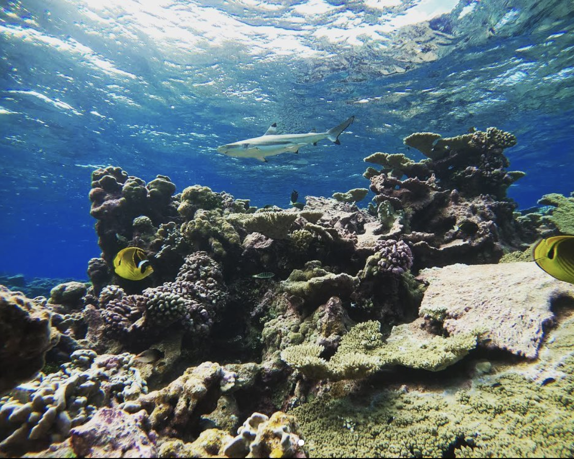 Palmyra Atoll National Wildlife Refuge - USFWS