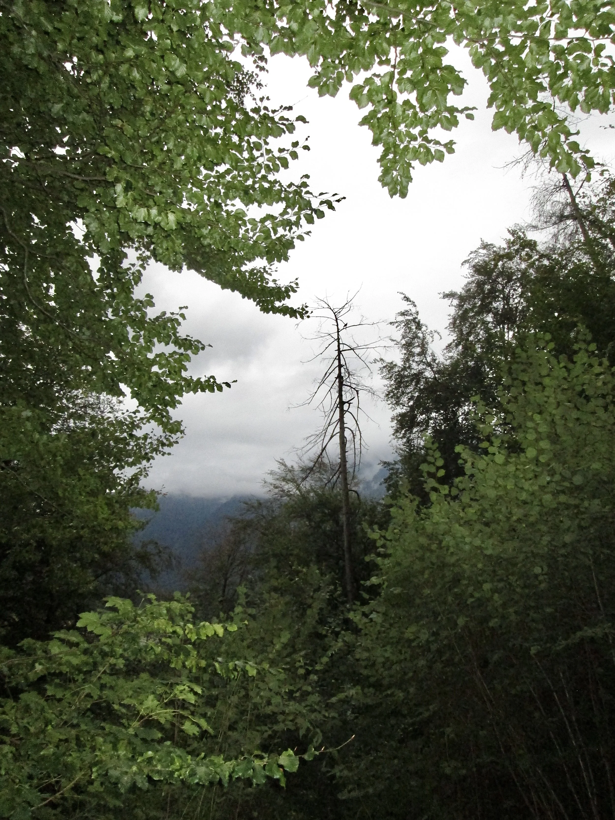 IMG_8227.jpg