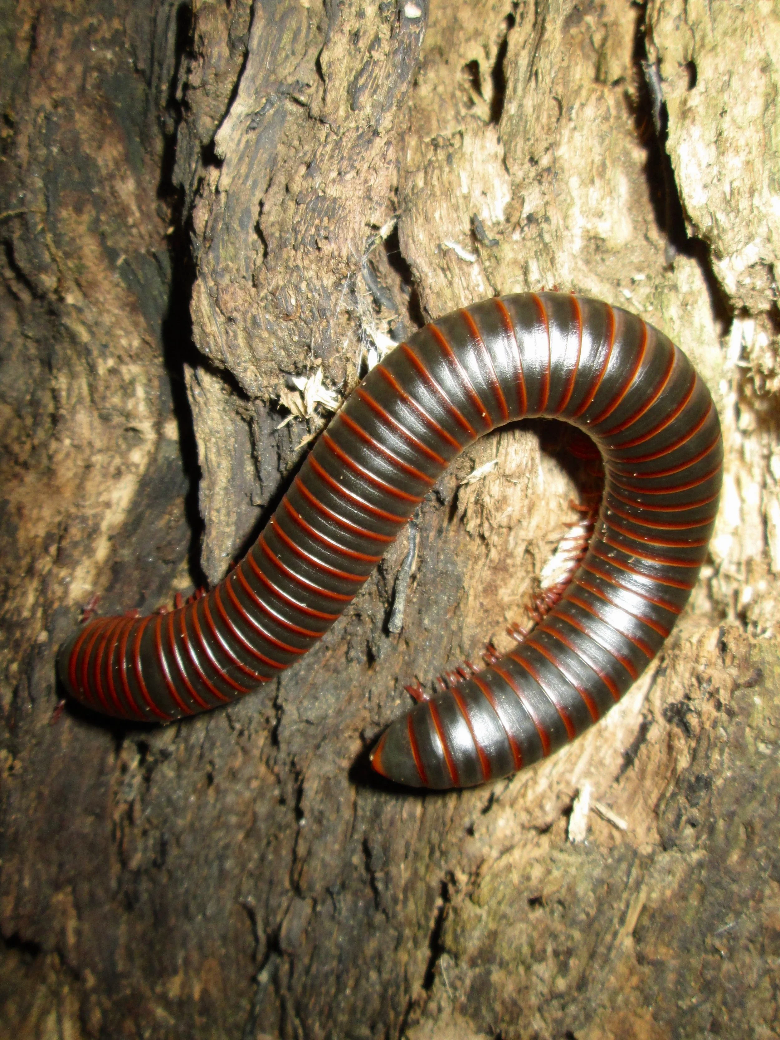 giant millipede.jpg