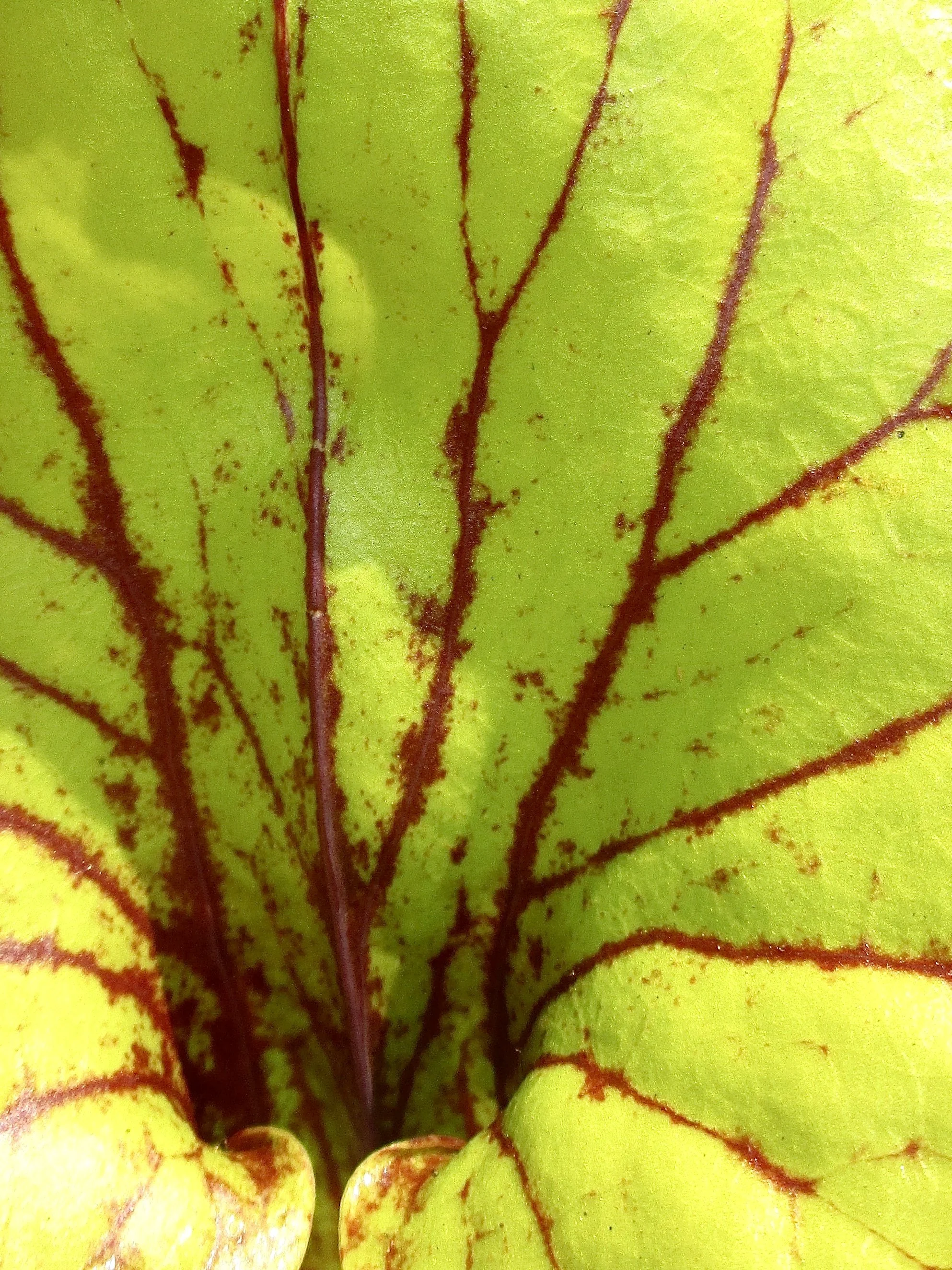 veins1.jpg