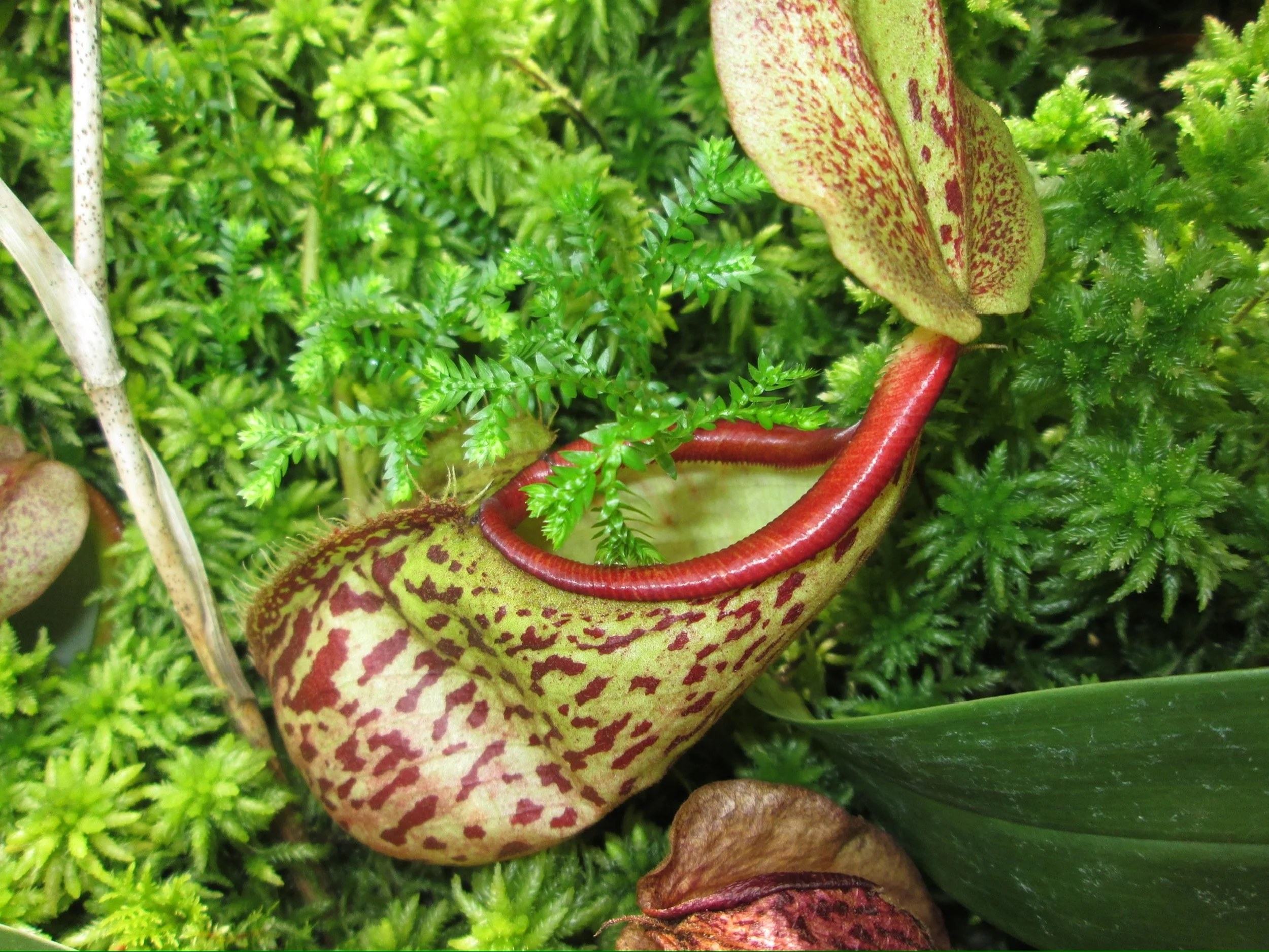 pitcher plant.JPG