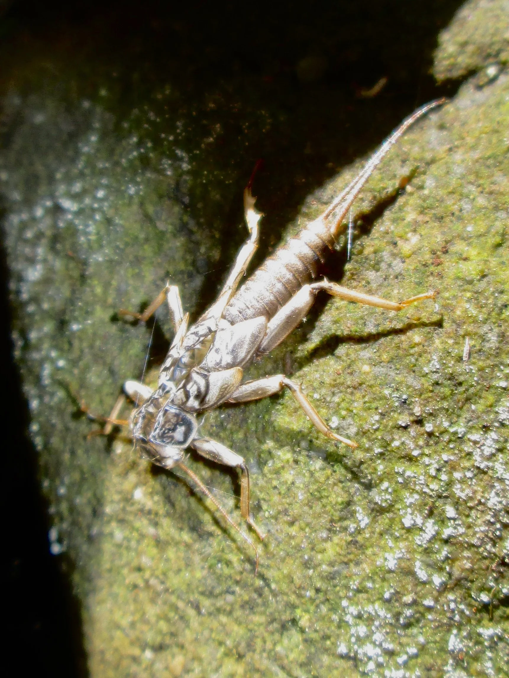 western stonefly.jpg