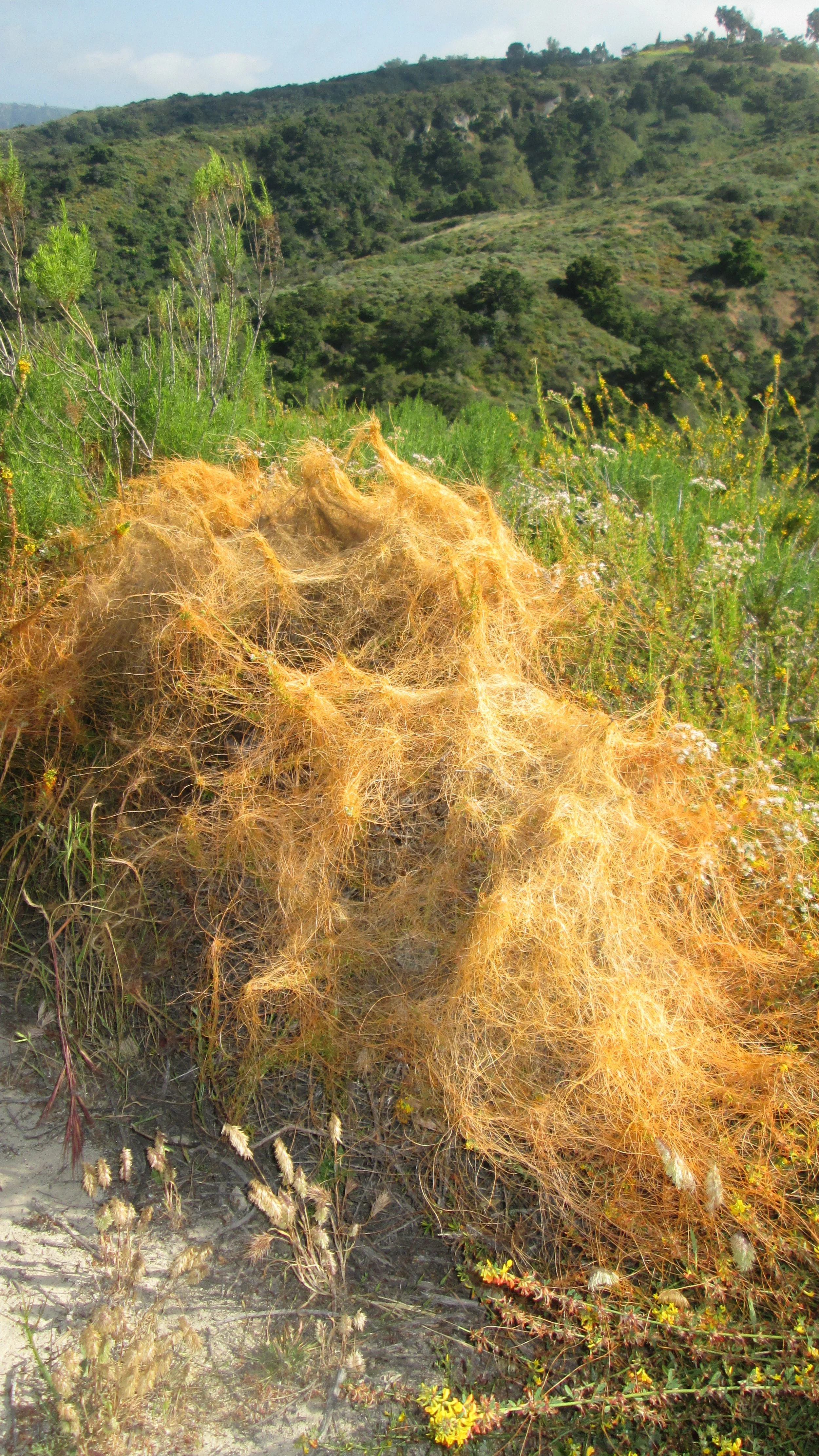 california dodder (Cuscuta californica).JPG