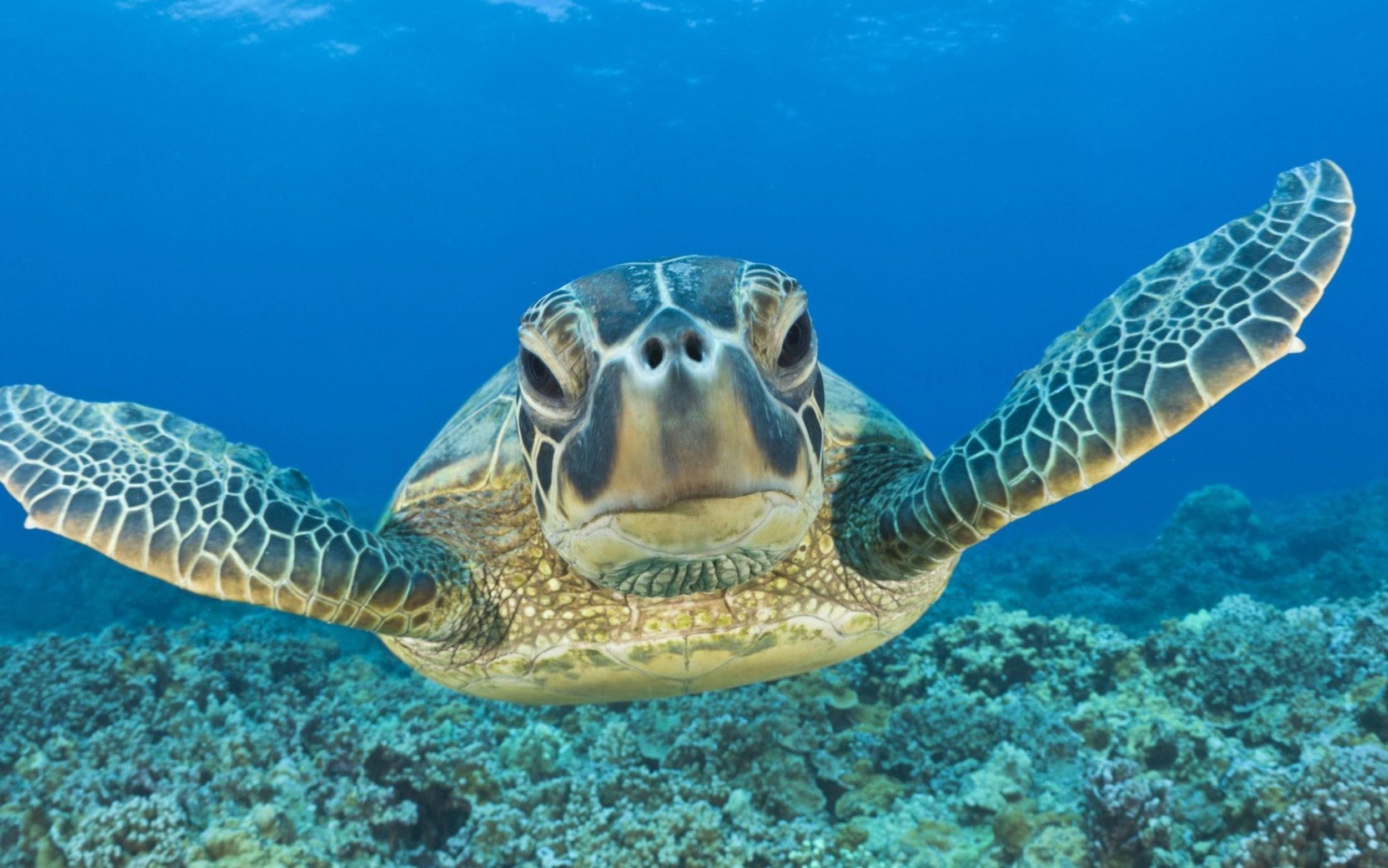 sea turtle.jpg