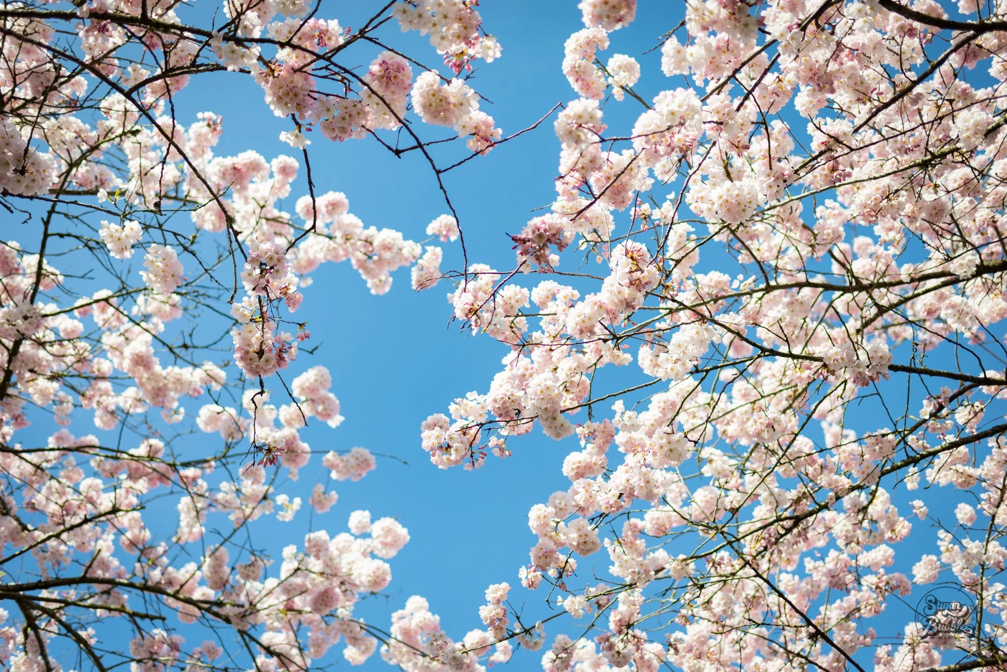 cherry_blossom_1.jpg