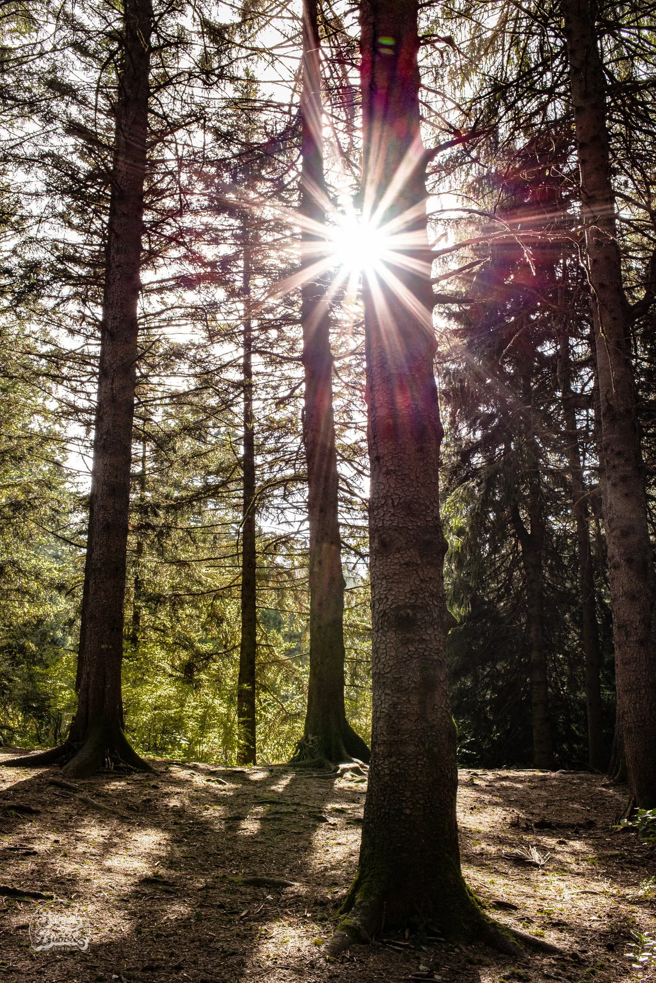Hoyt Arboretum_1.jpg