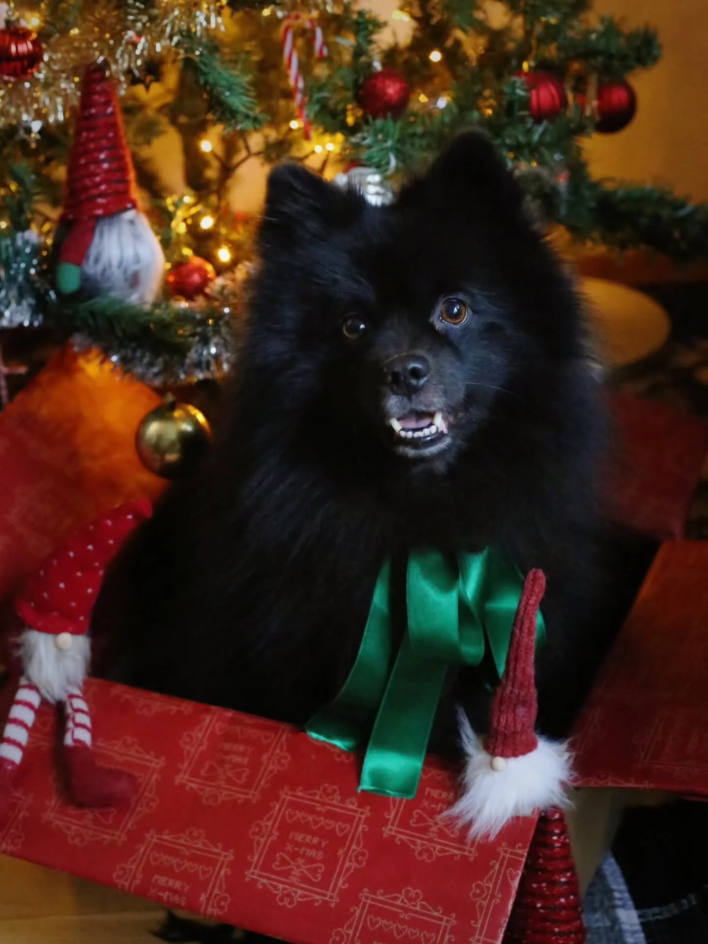 Happy 6th birthday to my little Link! 🩷

He is my love, my soul, and the thing that helped me stay alive during a very difficult time.
He was not the easiest puppy, but he was exactly what I needed to save me from early grave. 
He learned how to sto