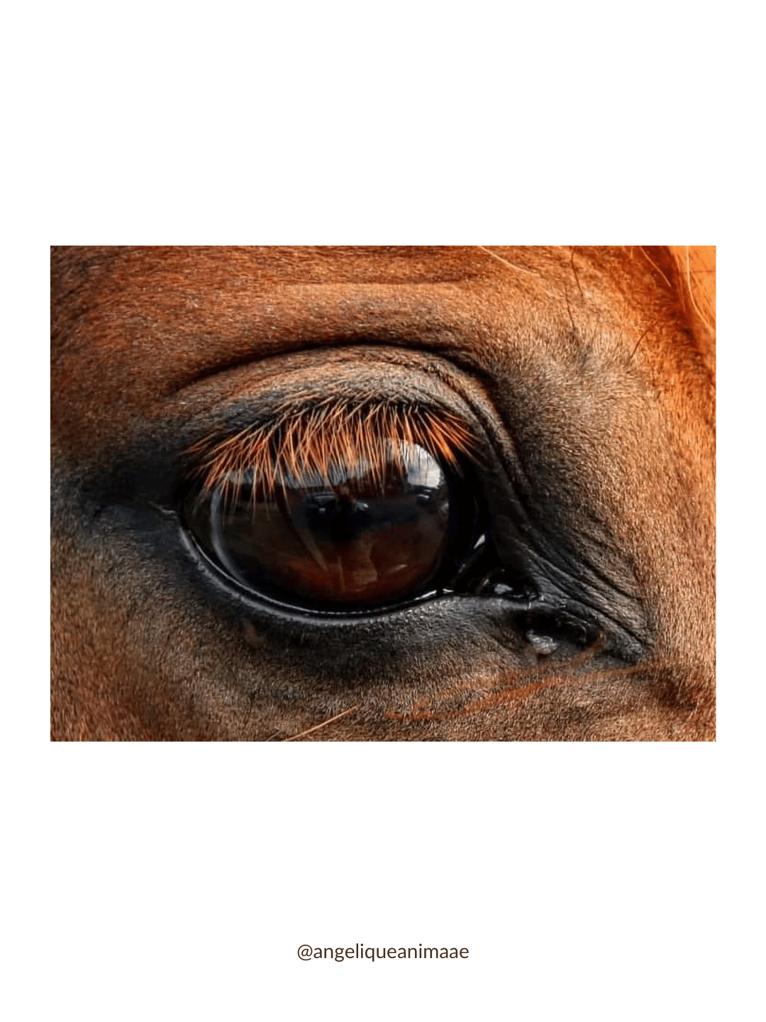cheval à l'oeil irrité par les fumées des incendies