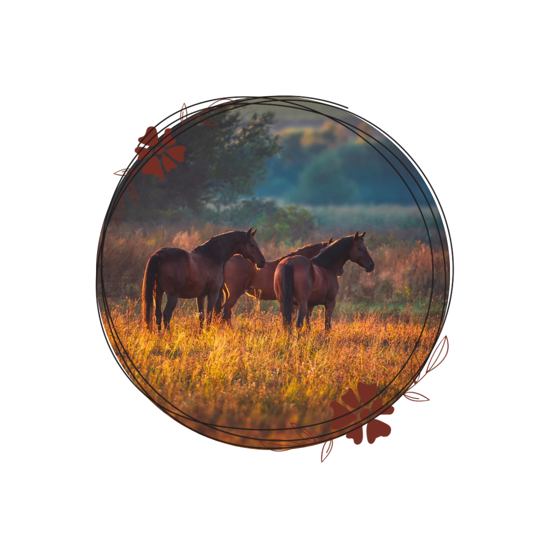 Le calendrier parfait : Les périodes idéales de l'année pour le shiatsu de ton cheval !