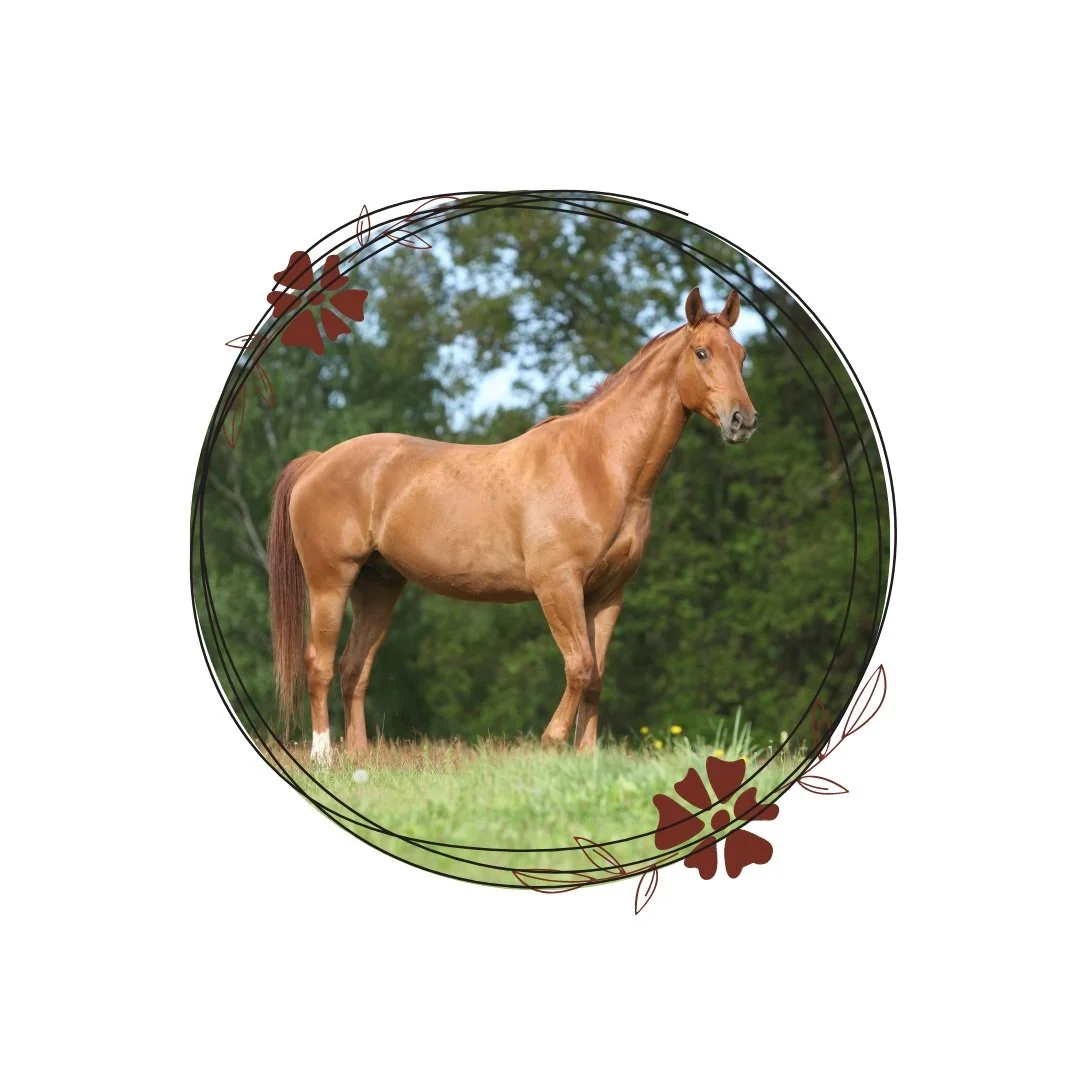 Découvre le Reiki Usui : Un trésor pour le Bien-être de ton Cheval