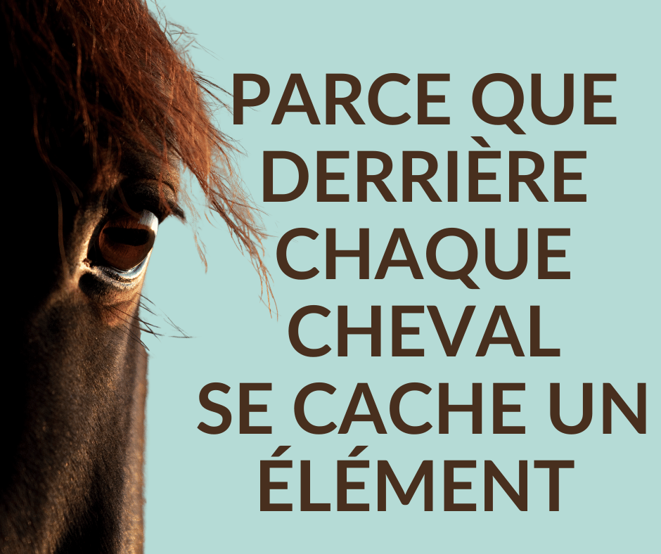 Comprendre les 5 éléments de la médecine traditionnelle chinoise pour sublimer ta relation avec ton cheval