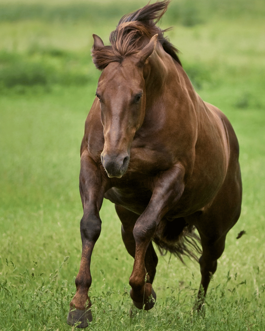 Comprendre et reconnaître le cheval Bois pour renforcer ton lien avec lui