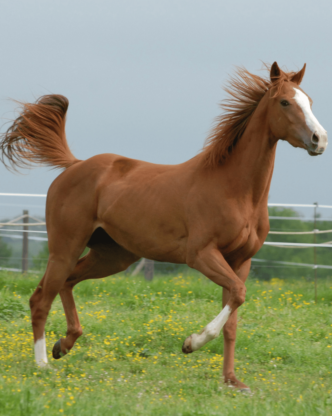 Le Cheval Feu : morphologie, caractère et déséquilibres