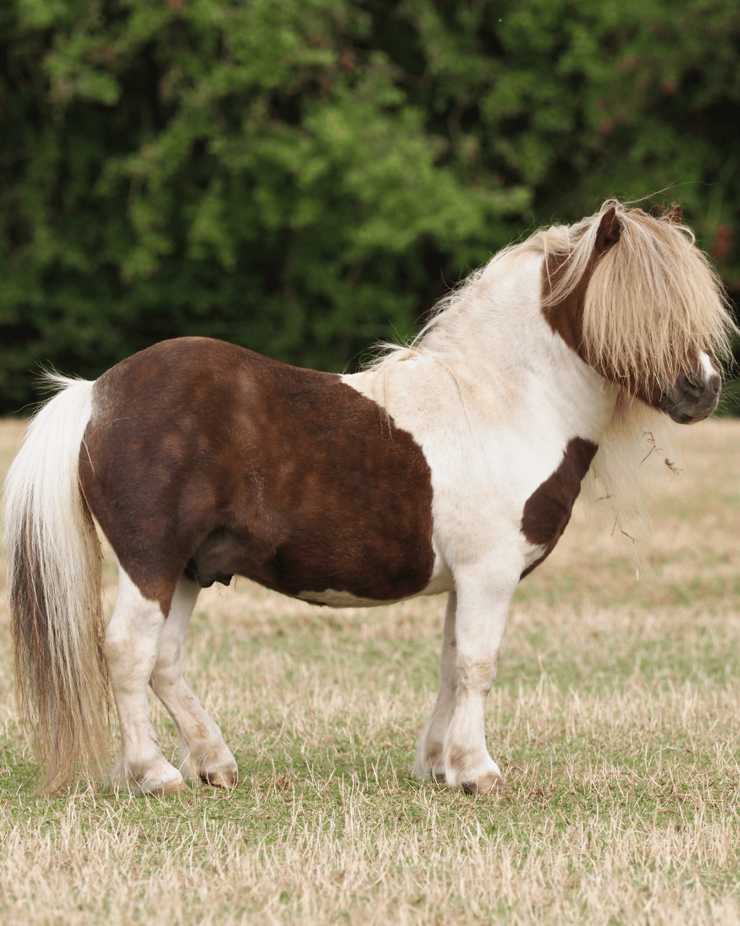 Reconnaître le cheval Terre en médecine traditionnelle chinoise : morphologie, tempérament et déséquilibres