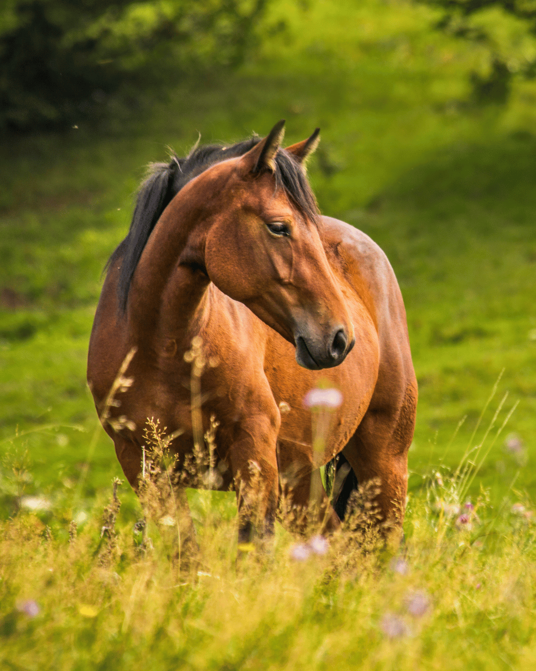 Le cheval métal en médecine traditionnelle chinoise : comment le reconnaître et prévenir ses déséquilibres