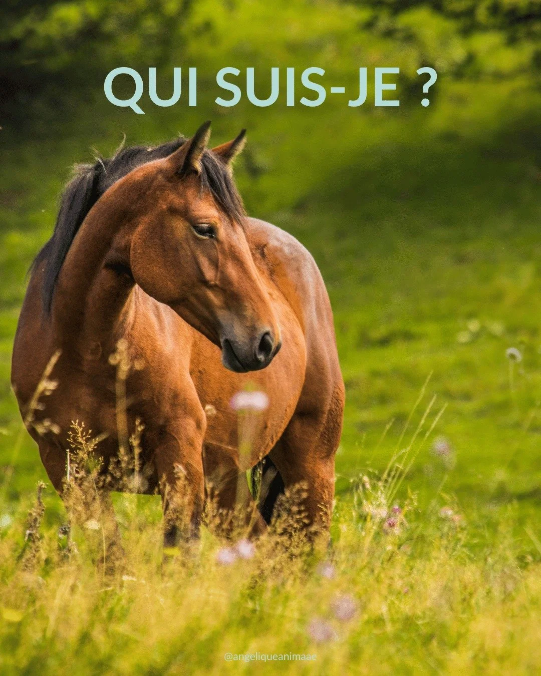 ✨ As-tu d&eacute;j&agrave; rencontr&eacute; un cheval M&eacute;tal ? ✨

Lui, c'est le cheval s&ucirc;r par excellence.
Jamais un coup de cul, toujours stable.
Jamais il ne te poussera ou ne te marchera sur les pieds, et il respectera toujours les r&e