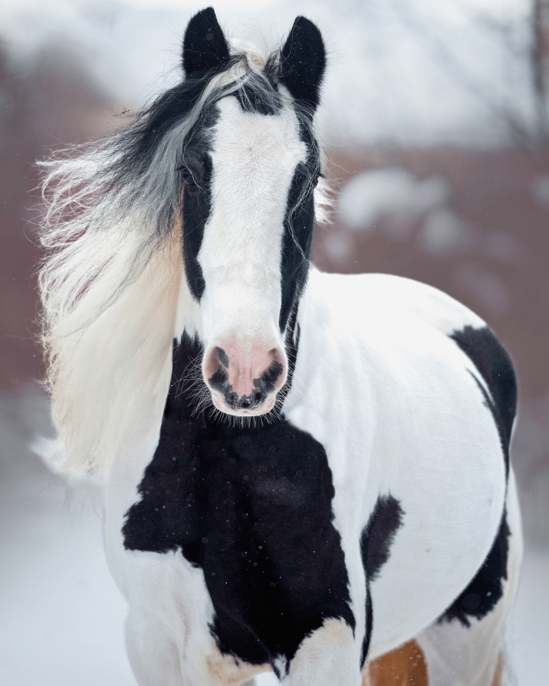 Mon cheval est-il du type "Eau" ? Décrypte sa personnalité selon la MTC