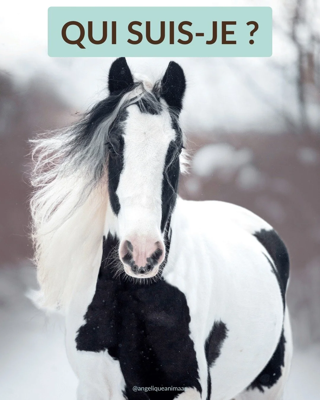 ✨ As-tu d&eacute;j&agrave; rencontr&eacute; un cheval Eau ? ✨

Ce cheval-l&agrave;, souvent, tu as du mal &agrave; le cerner.
Il est insaisissable, il a du mal &agrave; faire confiance et semble toujours surveiller son environnement. Mais une fois mi