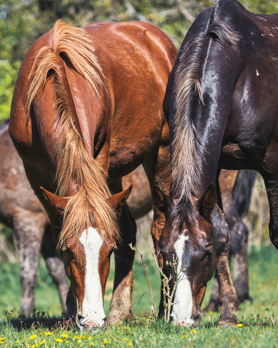 Comment reconnaître l’élément de ton cheval et mieux comprendre son comportement au quotidien