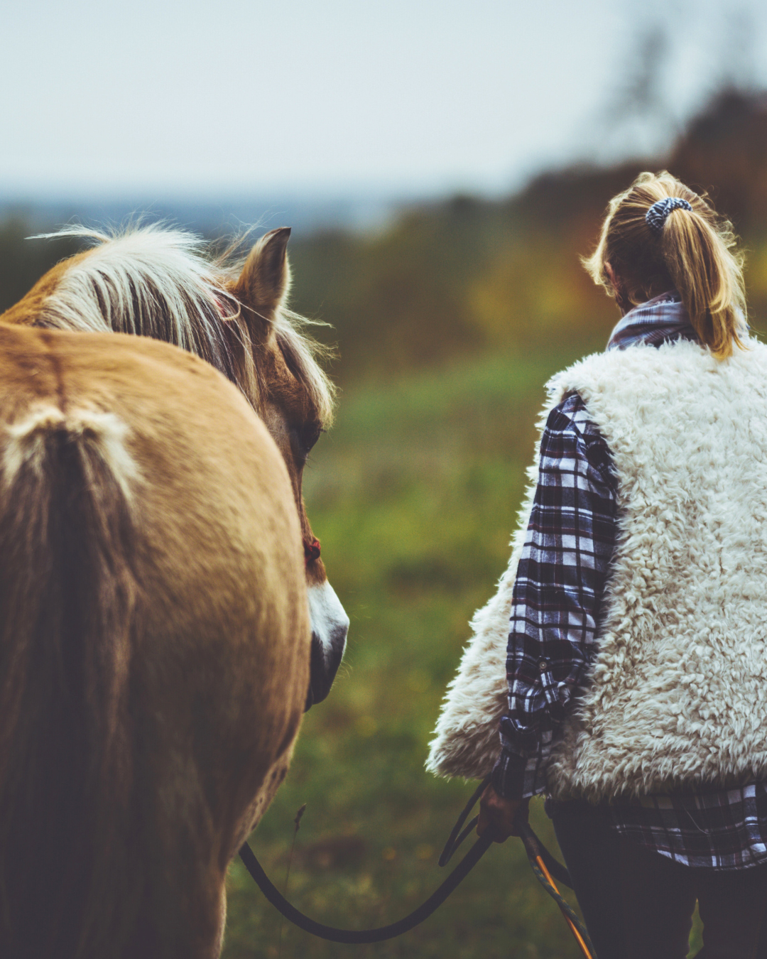 Planifier sa réussite avec les 5 éléments : du rêve à la réalité avec son cheval