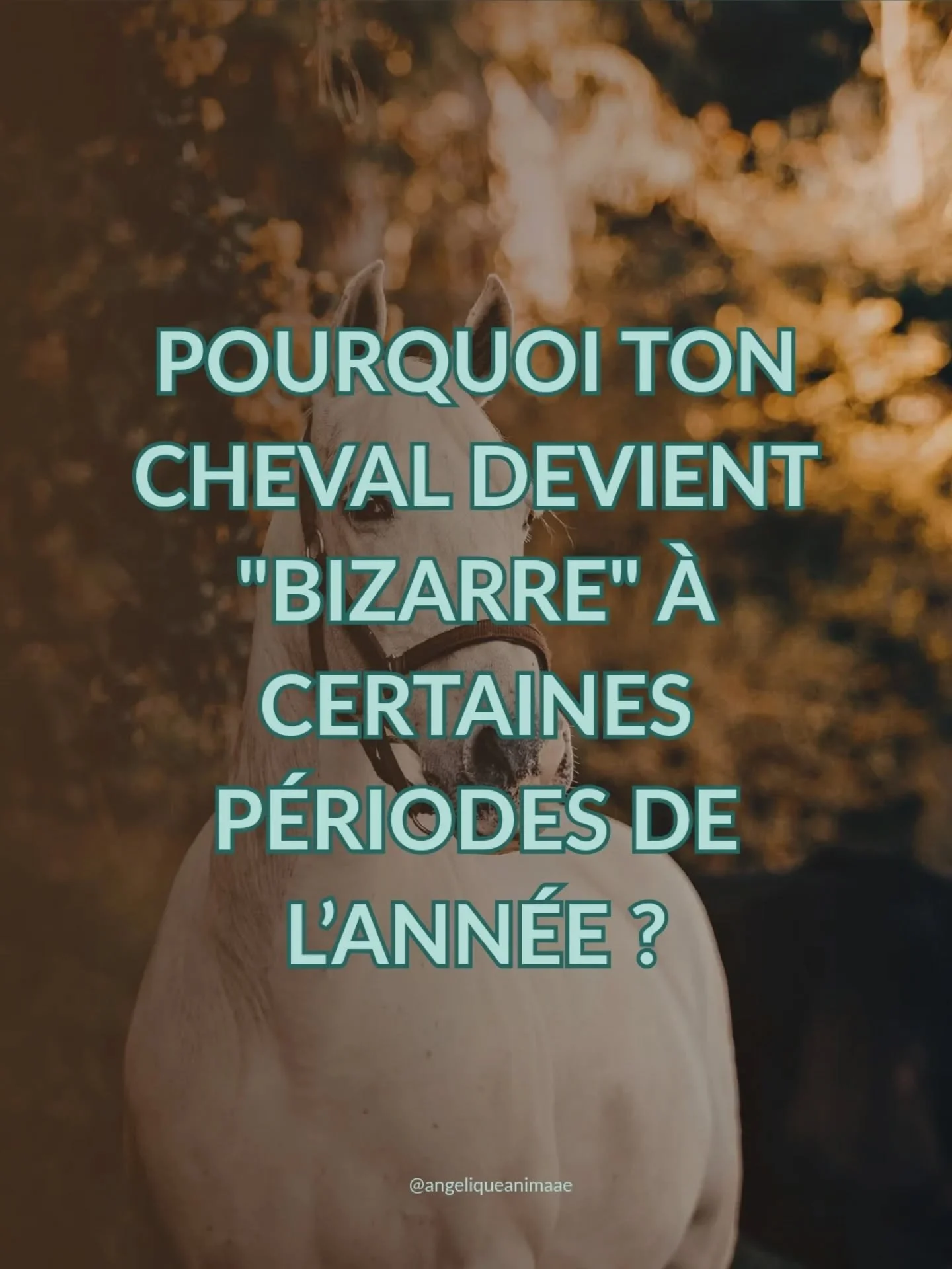 Pourquoi ton cheval devient "bizarre" &agrave; certaines p&eacute;riodes de l&rsquo;ann&eacute;e ? 

As-tu remarqu&eacute; que ton cheval tombe parfois malade avec les m&ecirc;mes sympt&ocirc;mes, ou change de comportement de fa&ccedil;on r